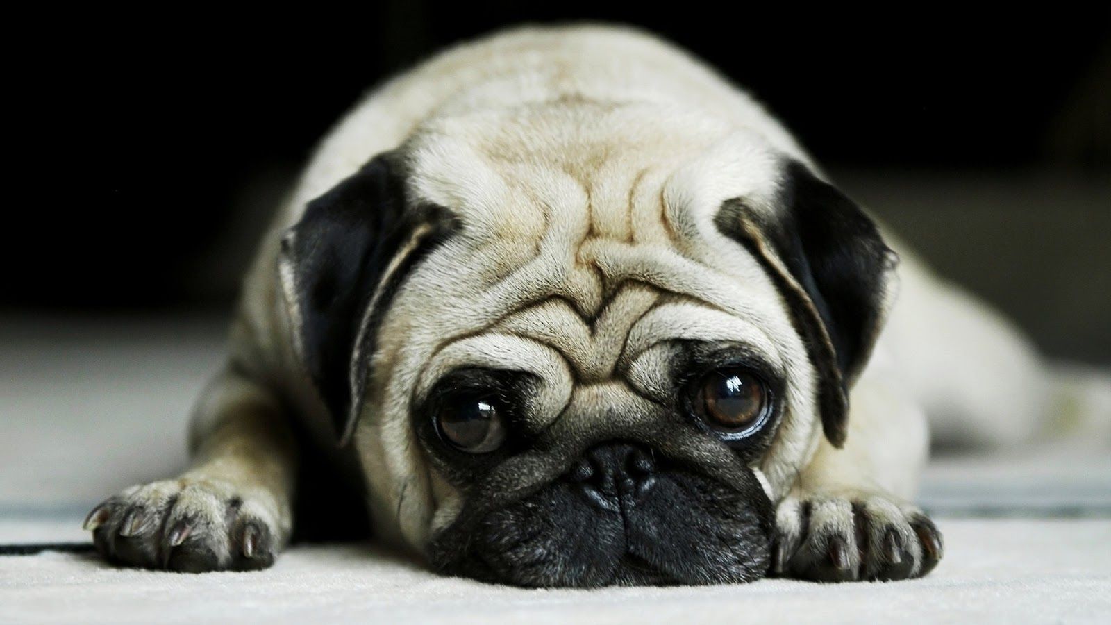 Pug Dog - HD Wallpaper 