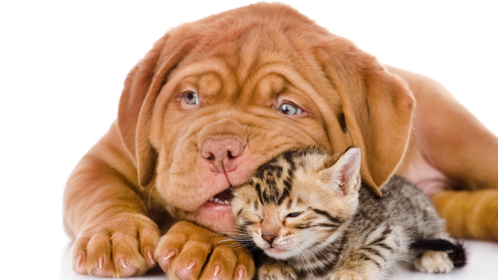 Cat And Dog Images Hd - HD Wallpaper 