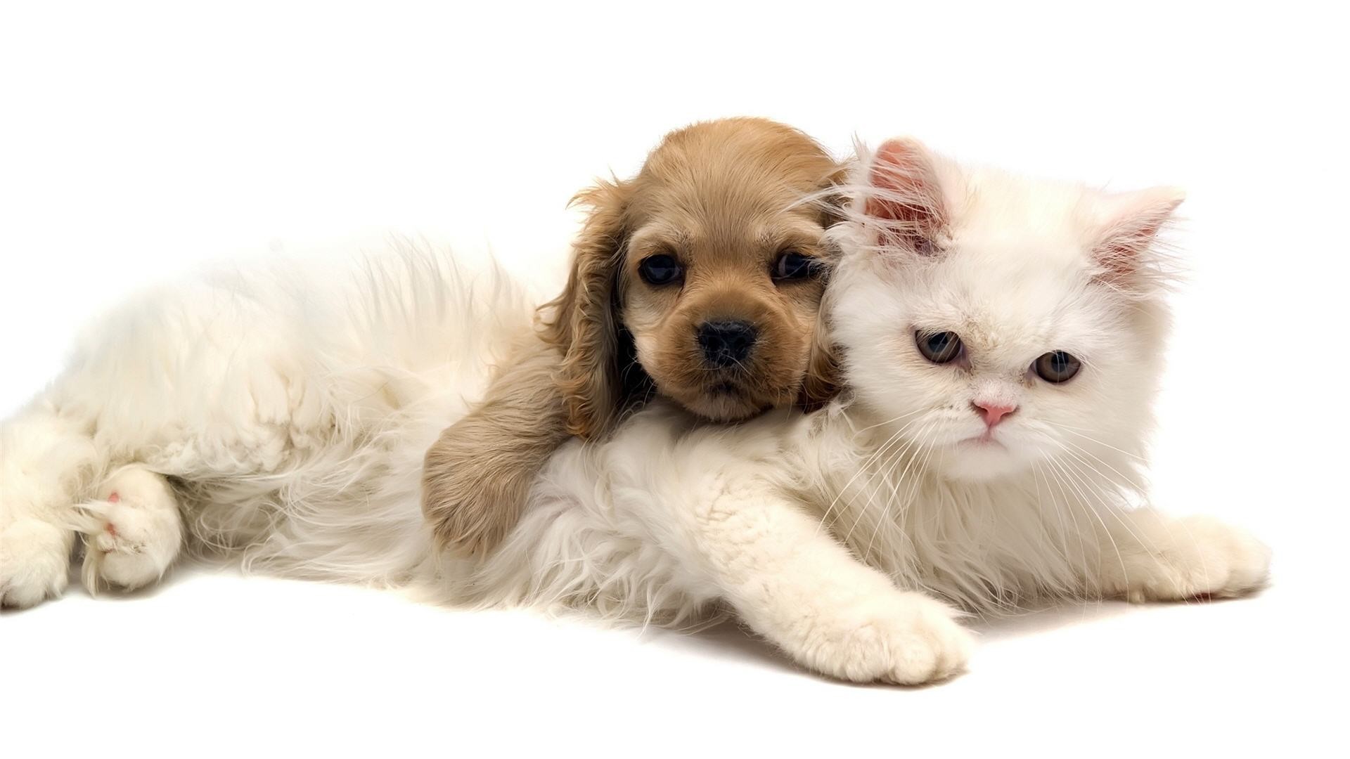 Adorable Cat And Dog Wallpaper - Cute Cats With Dogs - HD Wallpaper 
