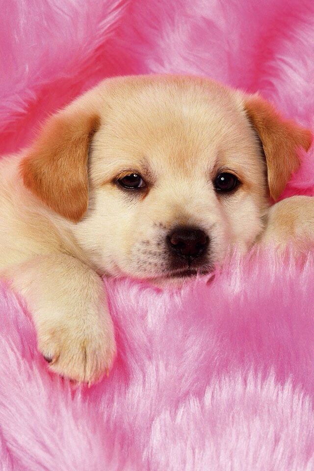 Cute Dog Wallpapers Hd - 640x960 Wallpaper Cute Dog Wallpapers Hd - 640x960 Wallpaper