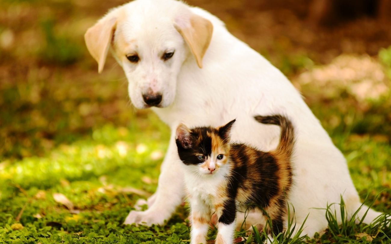 Beautiful Cats And Dogs - HD Wallpaper 