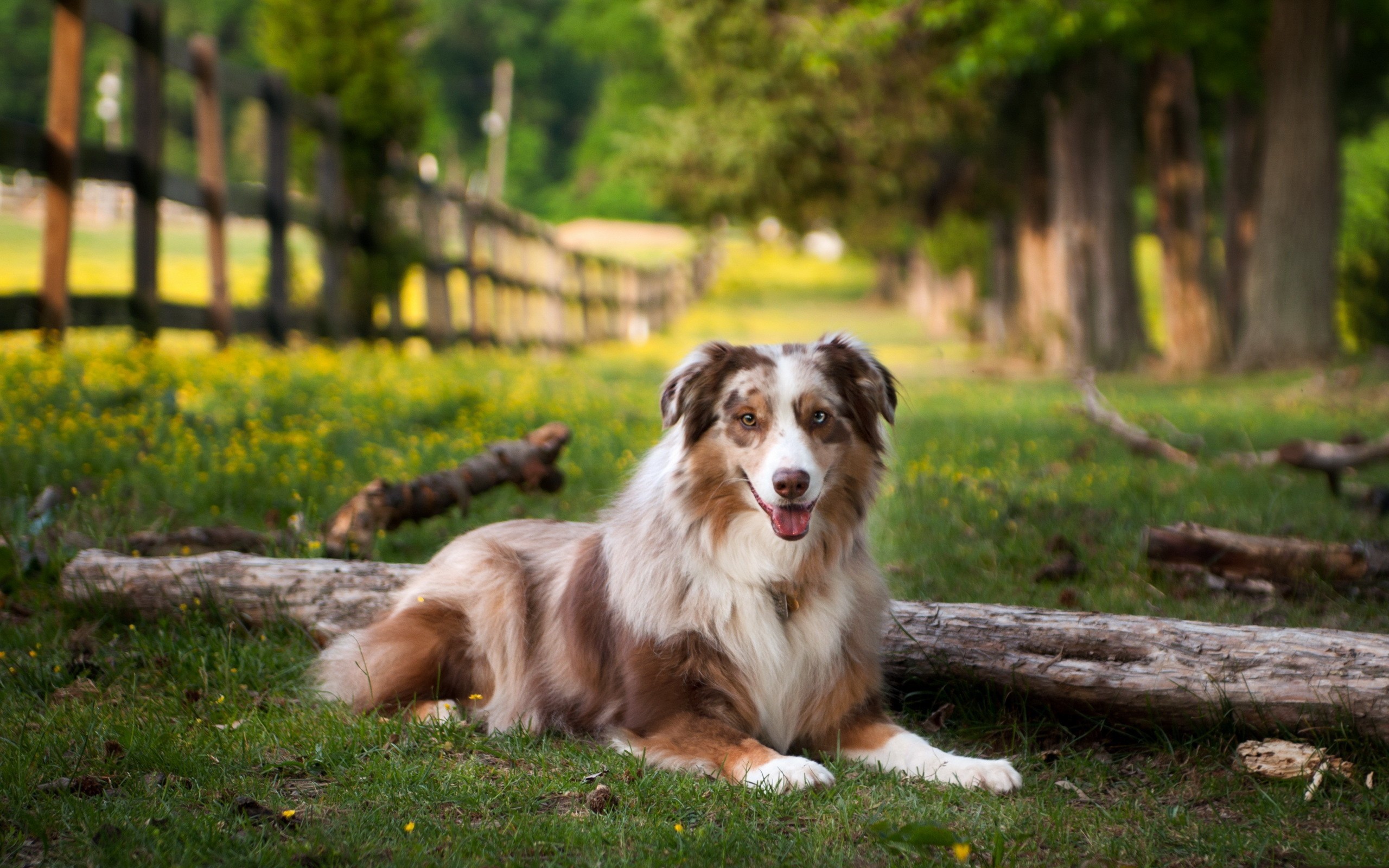Alaskan, Husky, Dog, New, Desktop, Wallpaper, Full, - Australian Shepherd Computer Background - HD Wallpaper 