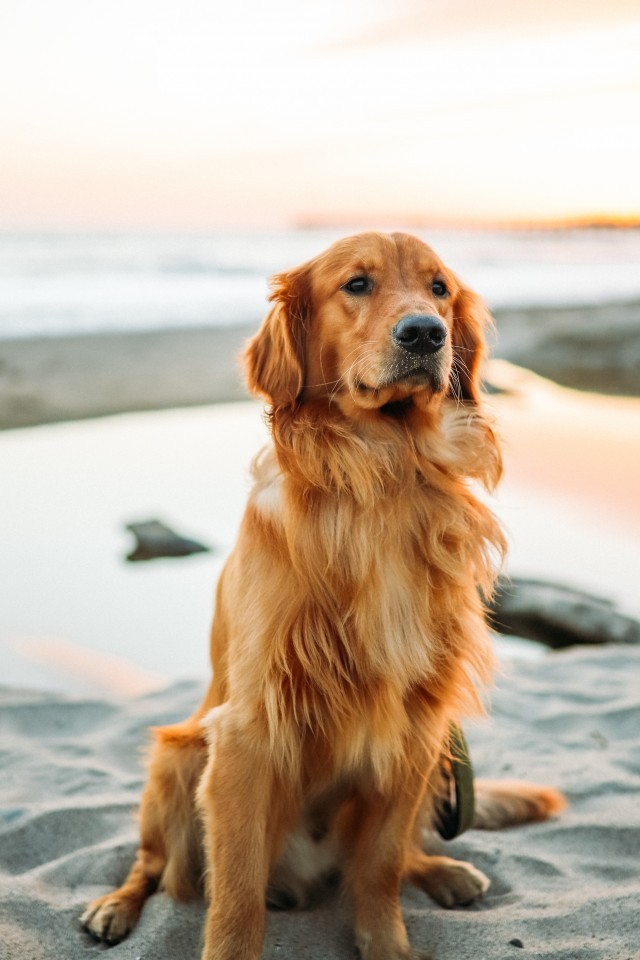 Golden Retriever, Sand, Sits, Cute Dogs - Golden Retriever - HD Wallpaper 