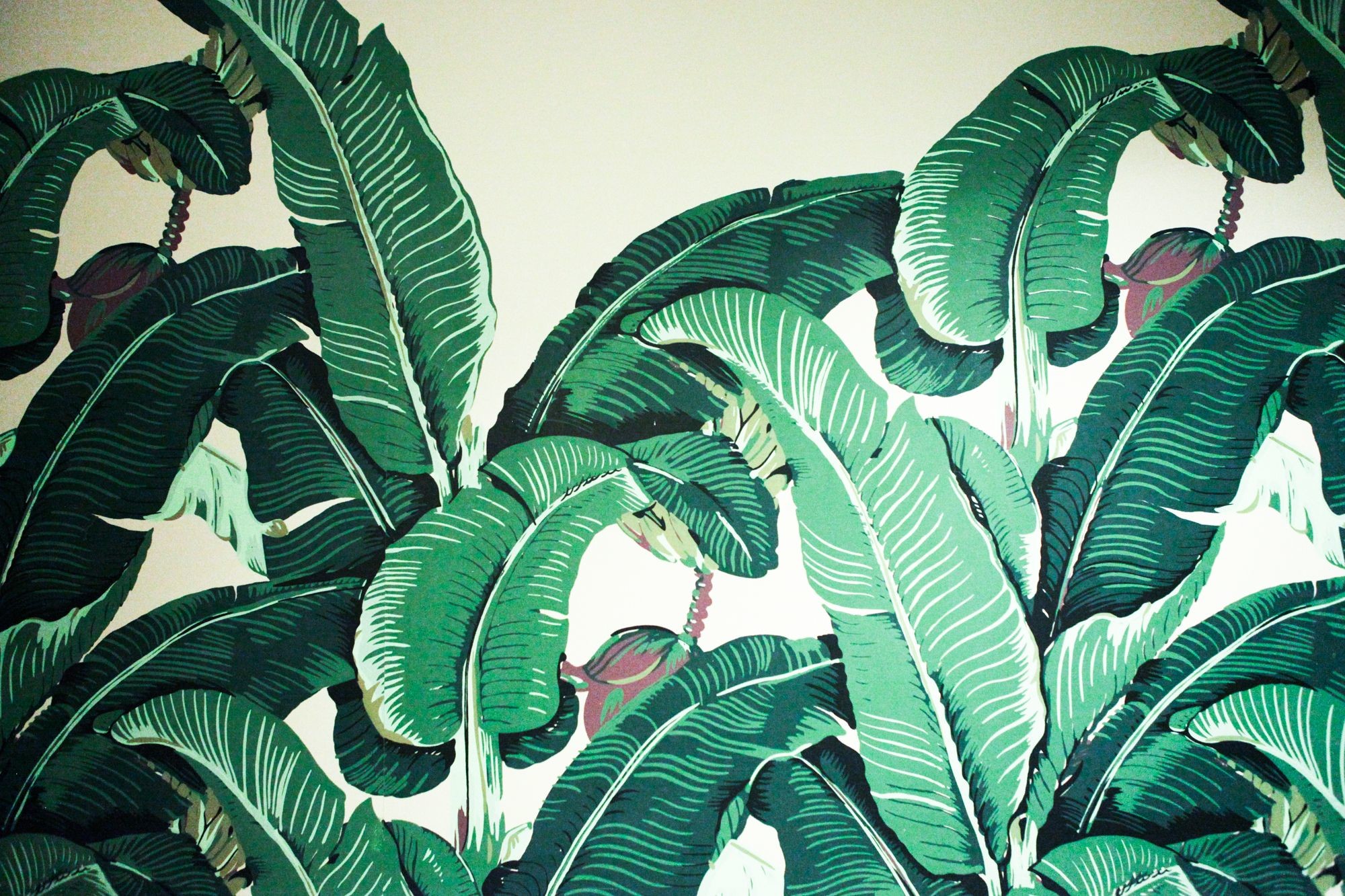 Palm Leaf And Bananas - Free Banana Leaf Background - HD Wallpaper 