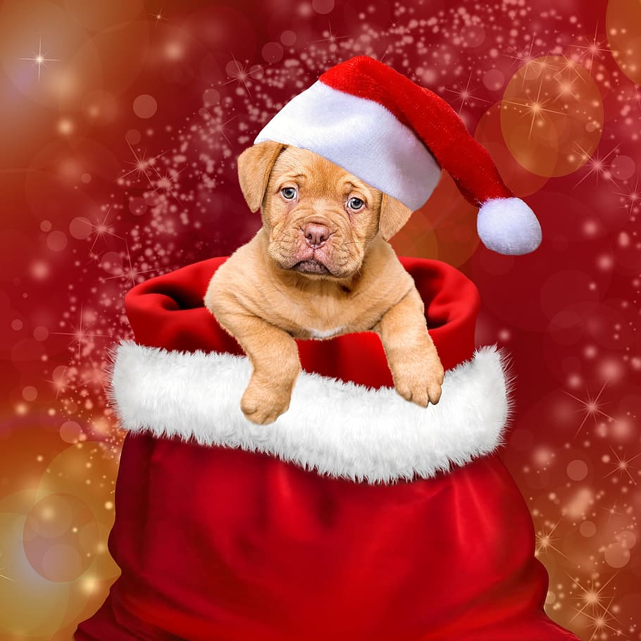 Dog Wearing Christmas Hat Wallpaper, Gifts, Dogs, Christmas - Dog Christmas Pictures With Santa - HD Wallpaper 