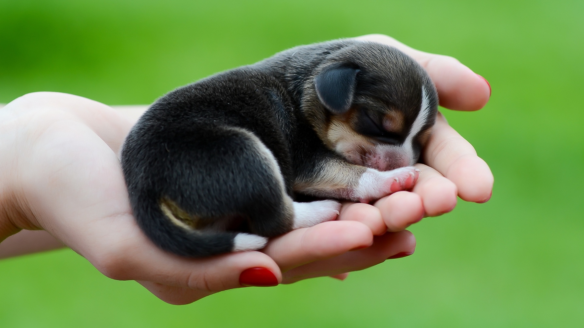 Baby Newborn Beagle Puppy - HD Wallpaper 