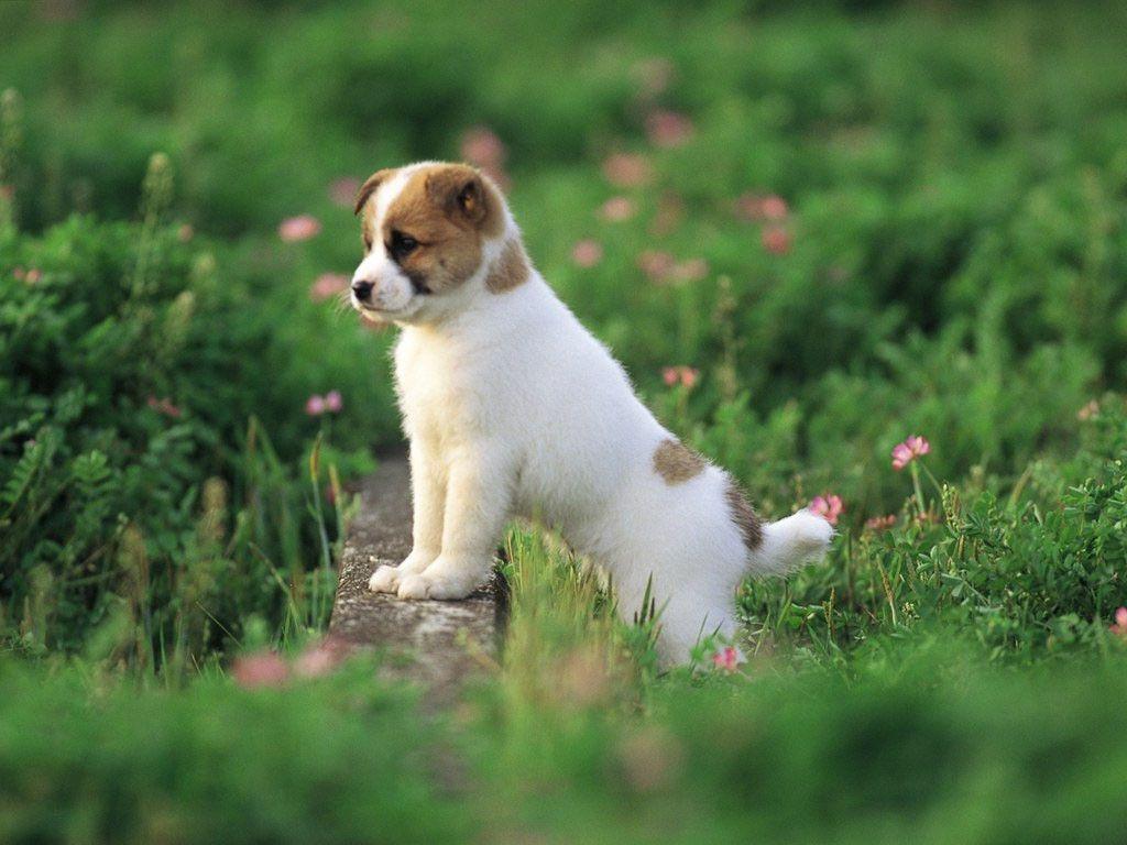 Cute Puppy Wallpaper Hd - HD Wallpaper 