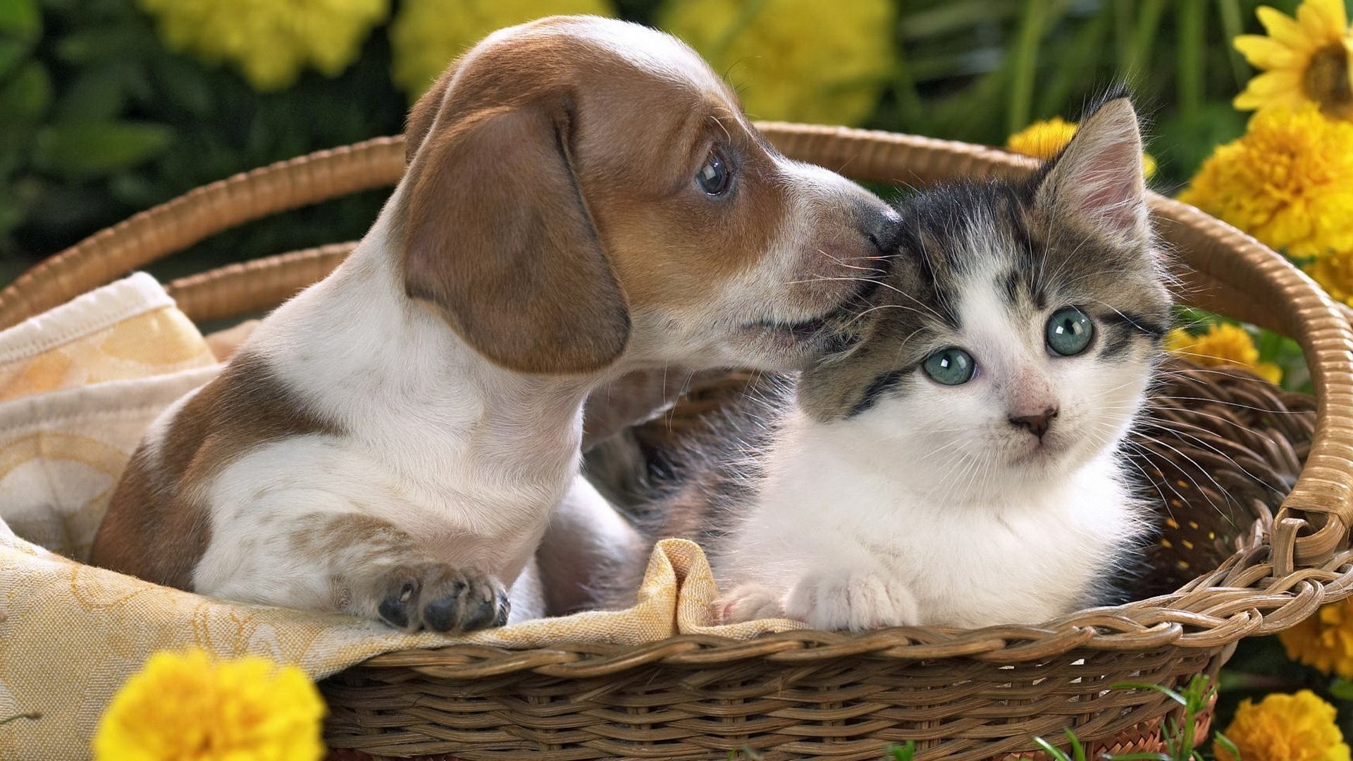 Pet Wallpapers - Kittens And Puppies - HD Wallpaper 