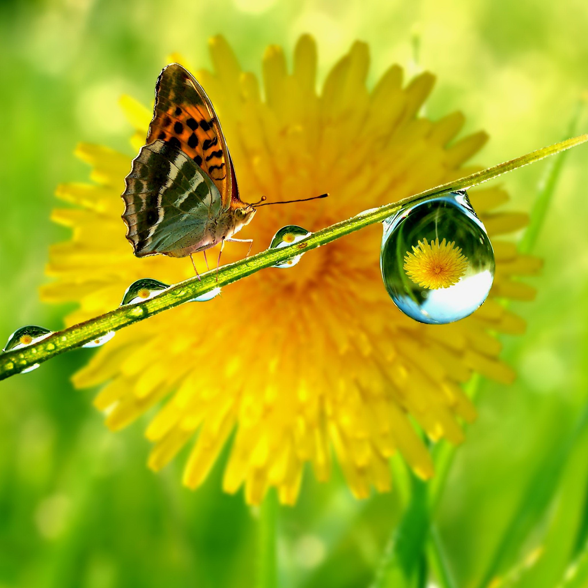 Beautiful Flowers In Rain - HD Wallpaper 