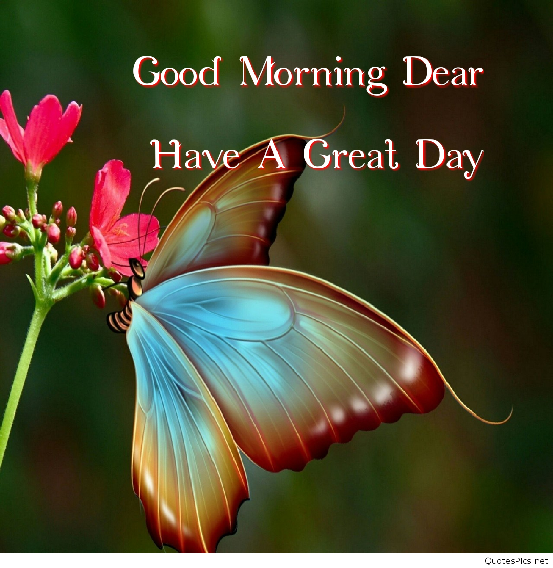 Good Morning Butterfly - Good Morning Images With Butterfly - HD Wallpaper 