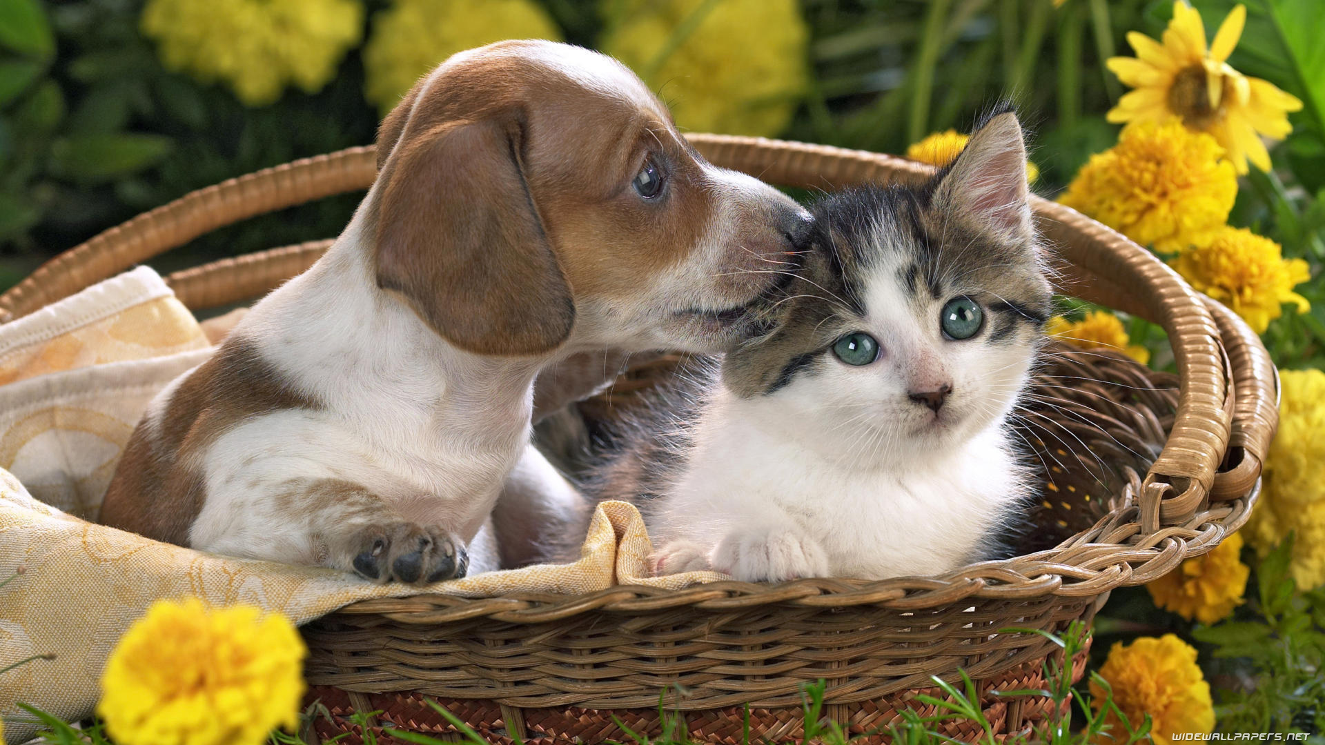 Fondos De Pantalla Con Perros Y Gatos - HD Wallpaper 