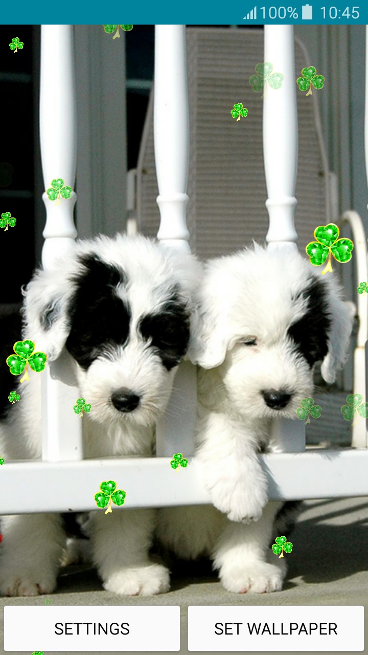 Live Wallpapers Puppies - Puppy - HD Wallpaper 