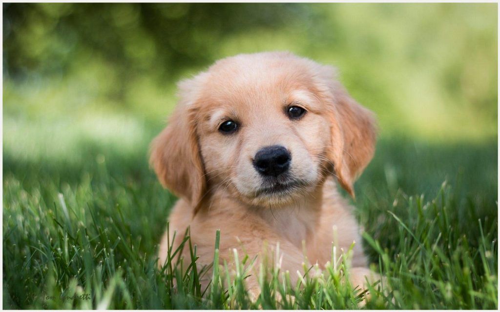 Cute Wallpaper Golden Retriever Puppy - HD Wallpaper 