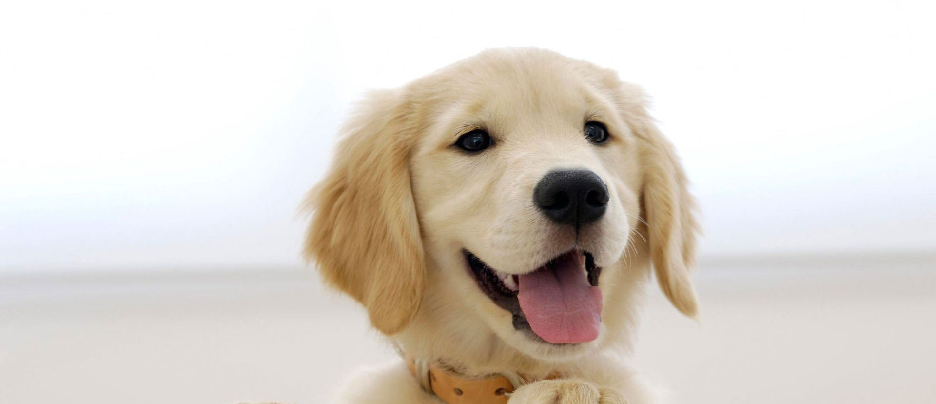 Golden Retriever Puppy - HD Wallpaper 