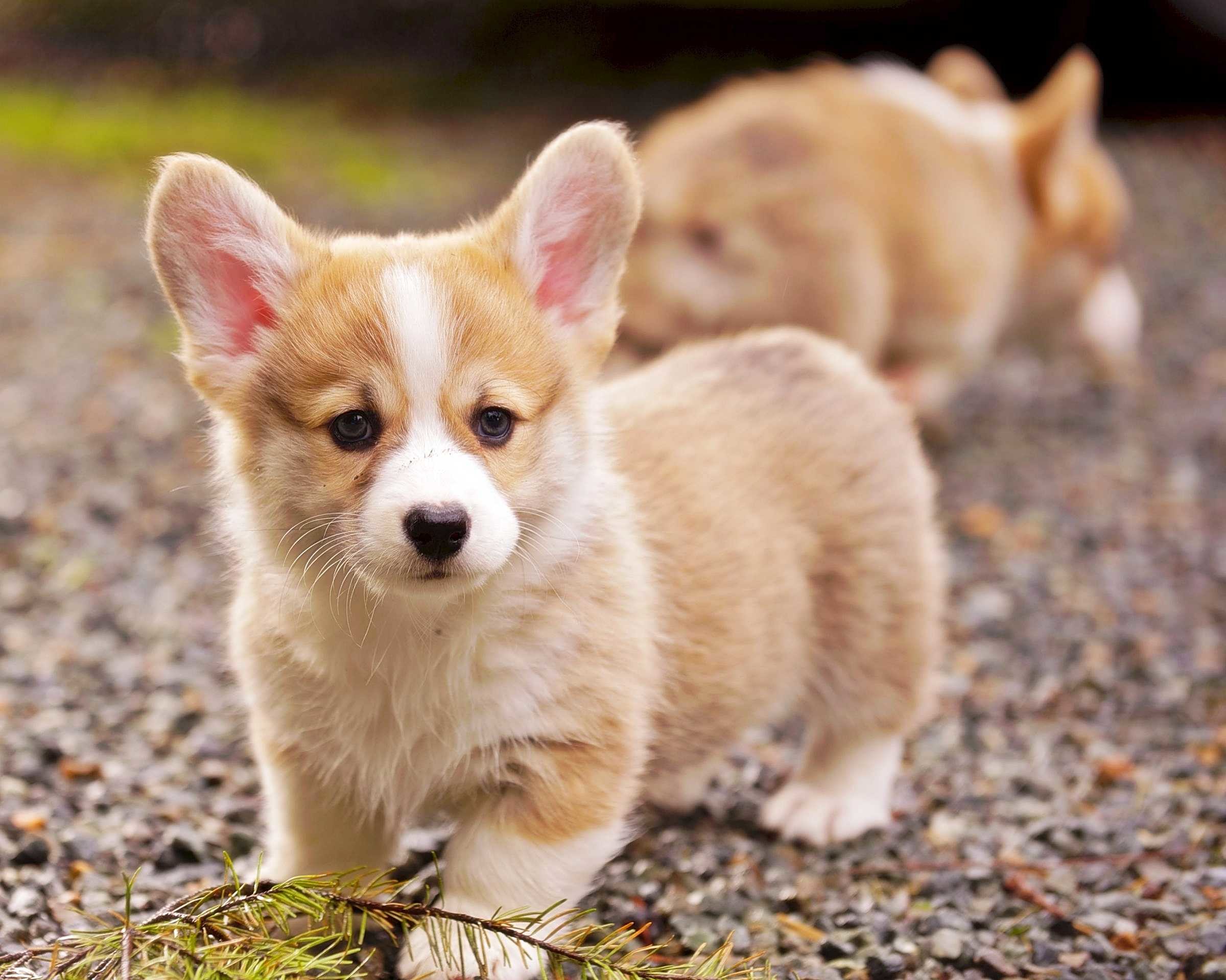 Corgi Puppy Wallpaper Hd Pics Photos Pembroke Welsh - Baby Corgi - HD Wallpaper 