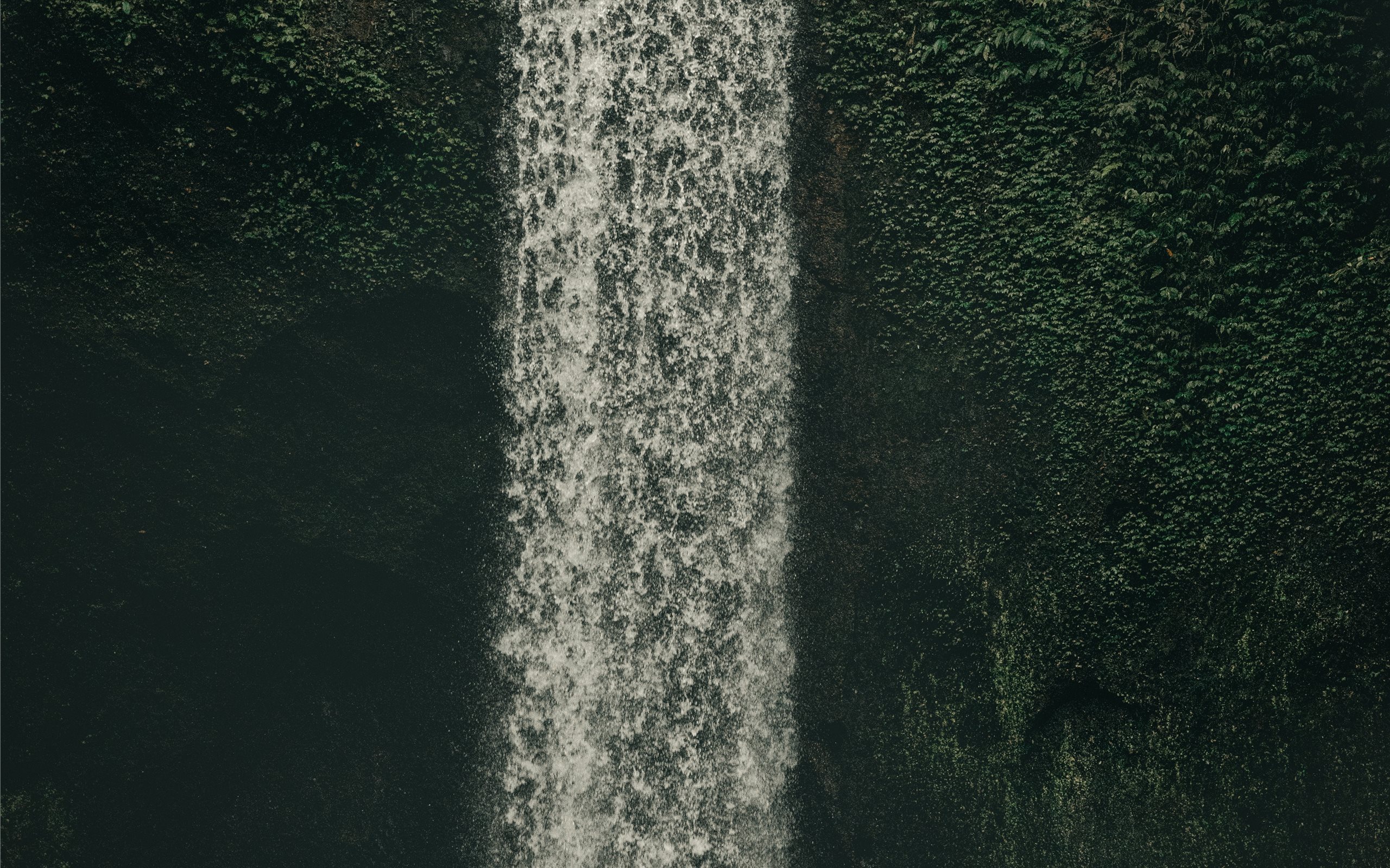 Jungle Iphone X Hd - HD Wallpaper 