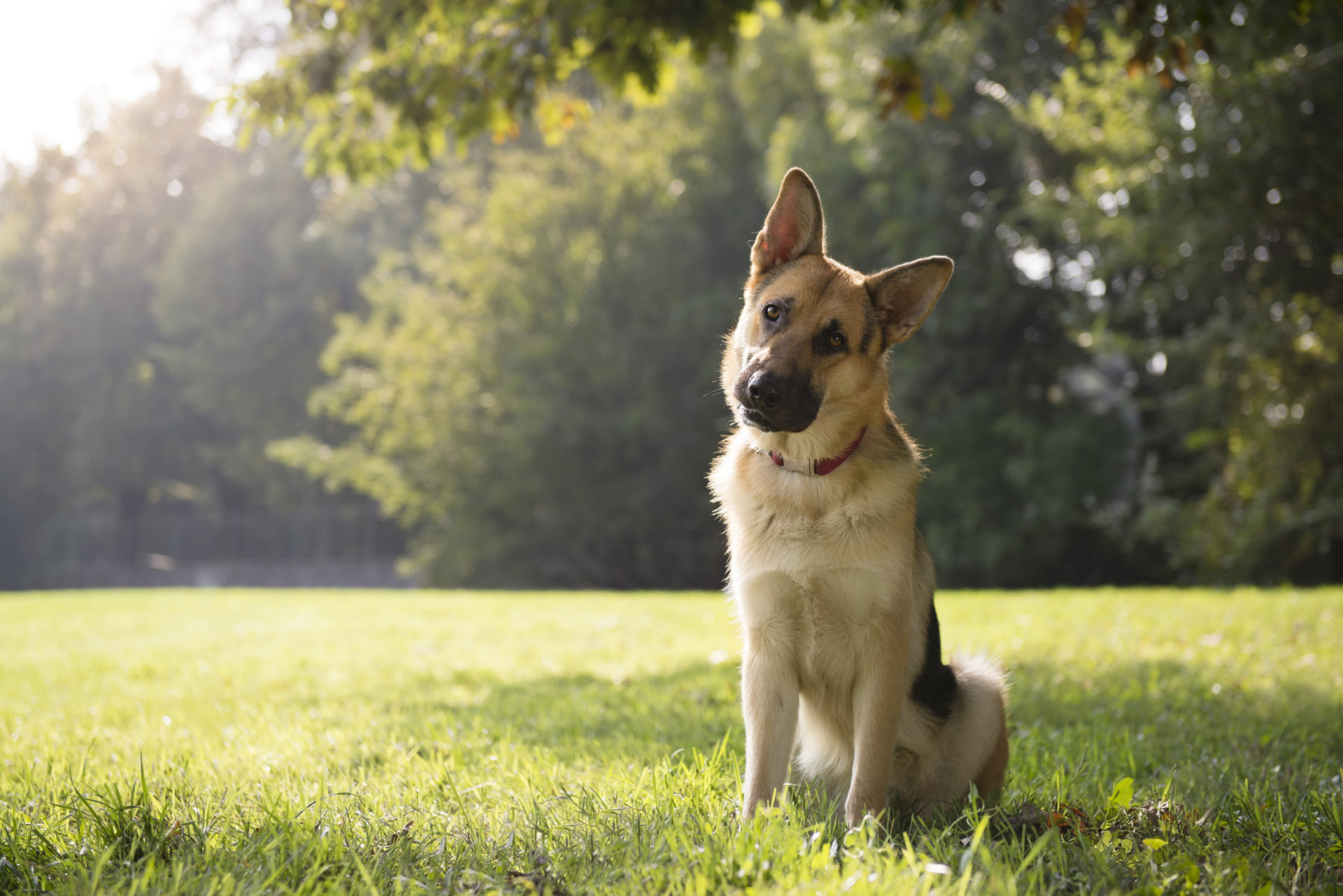 German Shepherd Wallpaper Hd - 1920x1281 Wallpaper German Shepherd Wallpaper Hd - 1920x1281 Wallpaper
