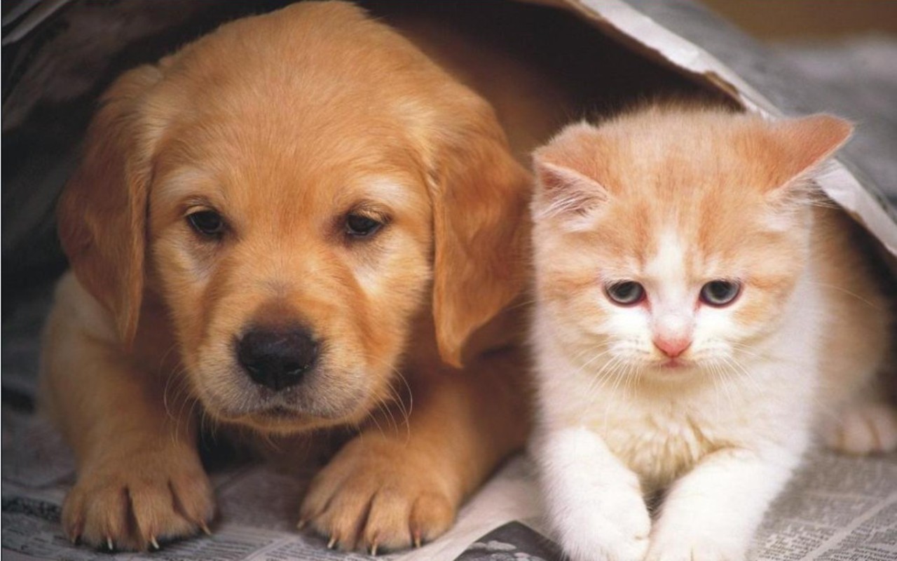 Dog And Cat Wallpaper Teddybear64 16834863 1280 - Sad Dog And Cat - HD Wallpaper 