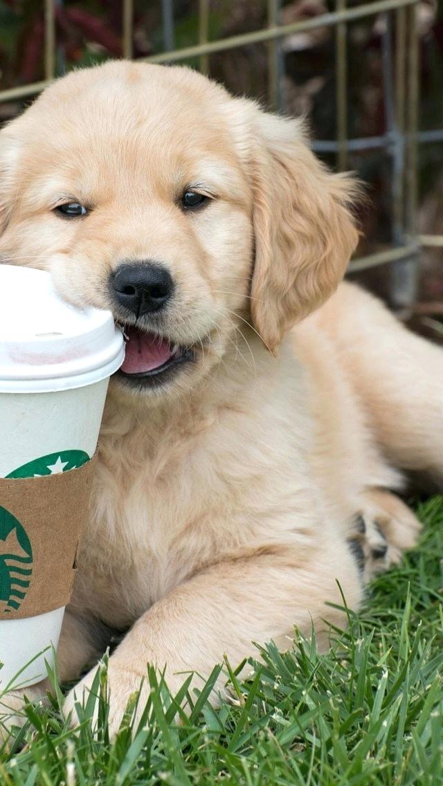 Desktop Users Right Click To Save Or Set As Background - Starbucks New Logo 2011 - HD Wallpaper 