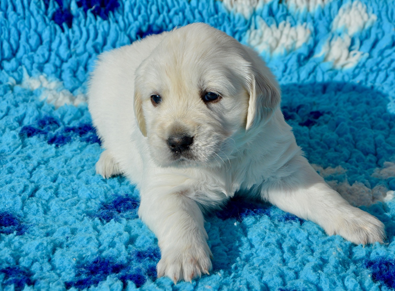 Cachorro Golden Retriever Branco - HD Wallpaper 