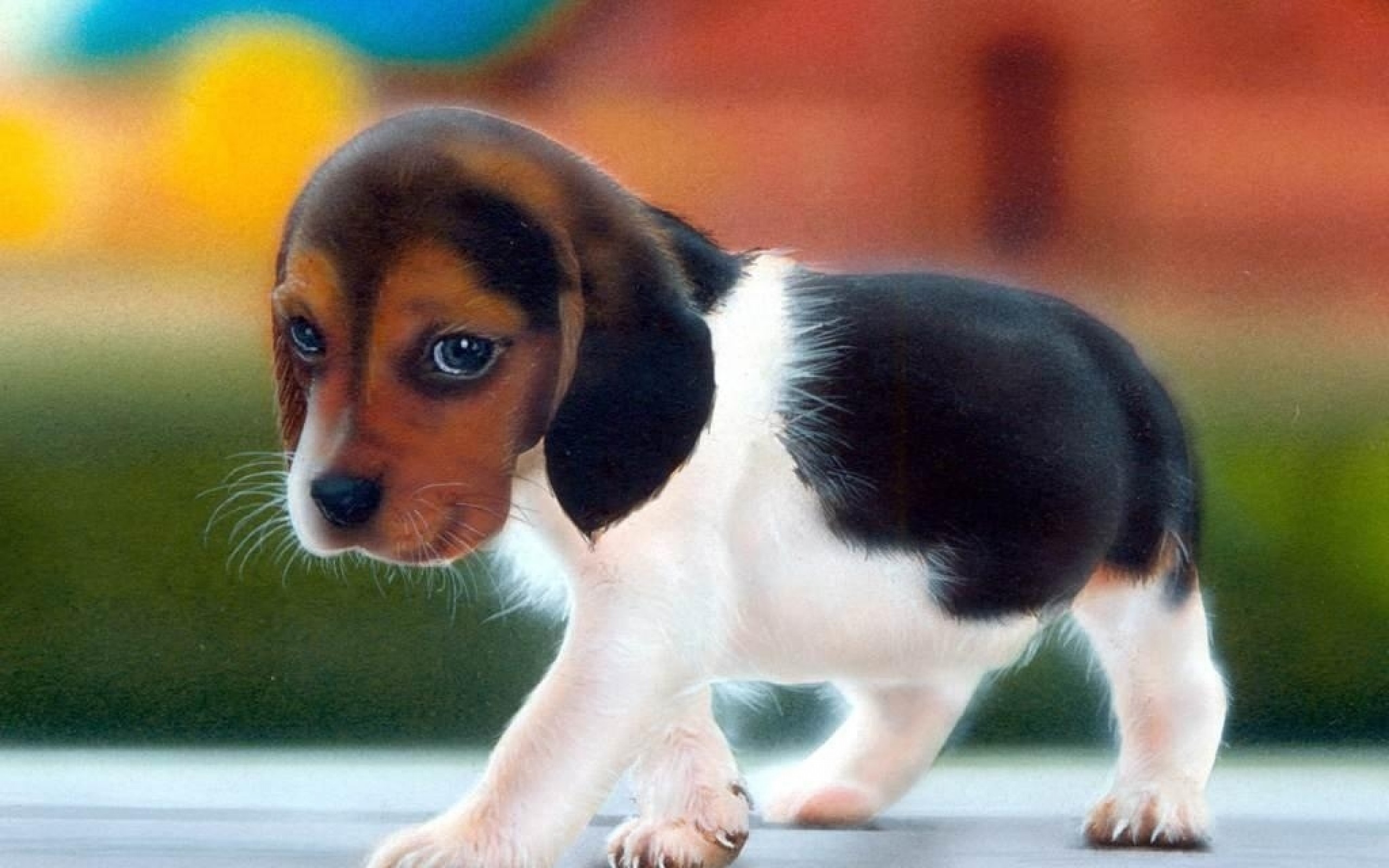 Hd Cute Dog Wallpapers Widescreen, For Pc & Mac, Laptop, - Dog Hd Photo Download - HD Wallpaper 