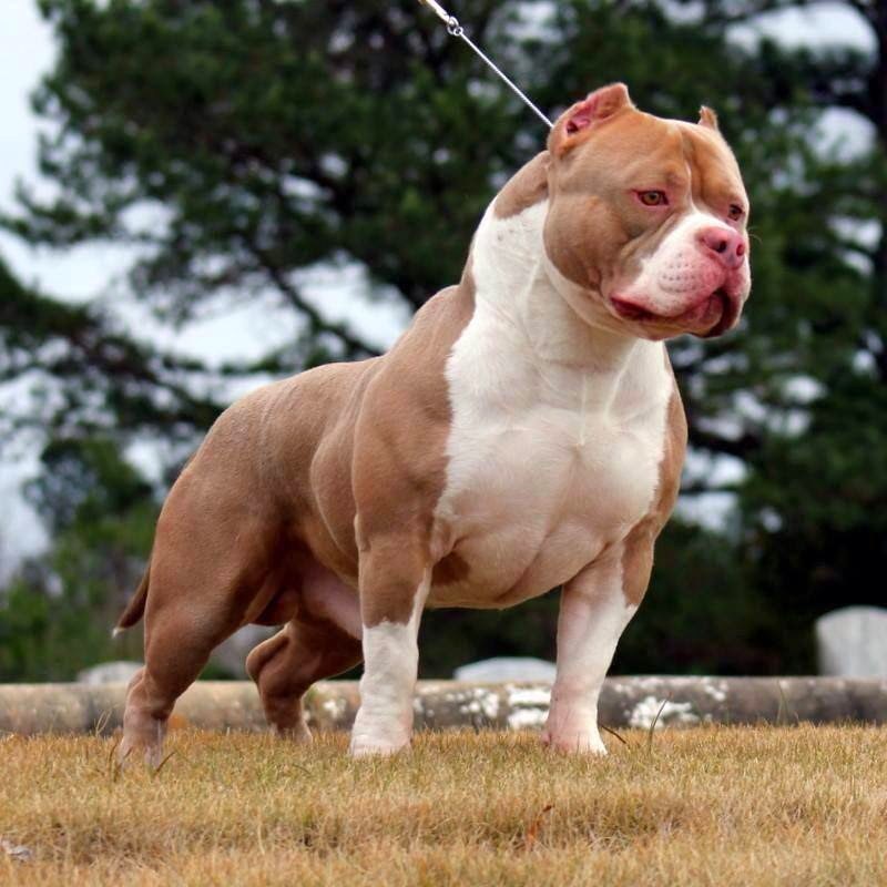 Pitbull Dog Wallpaper - Pitbulls Dogs - 800x800 Wallpaper Pitbull Dog Wallpaper - Pitbulls Dogs - 800x800 Wallpaper