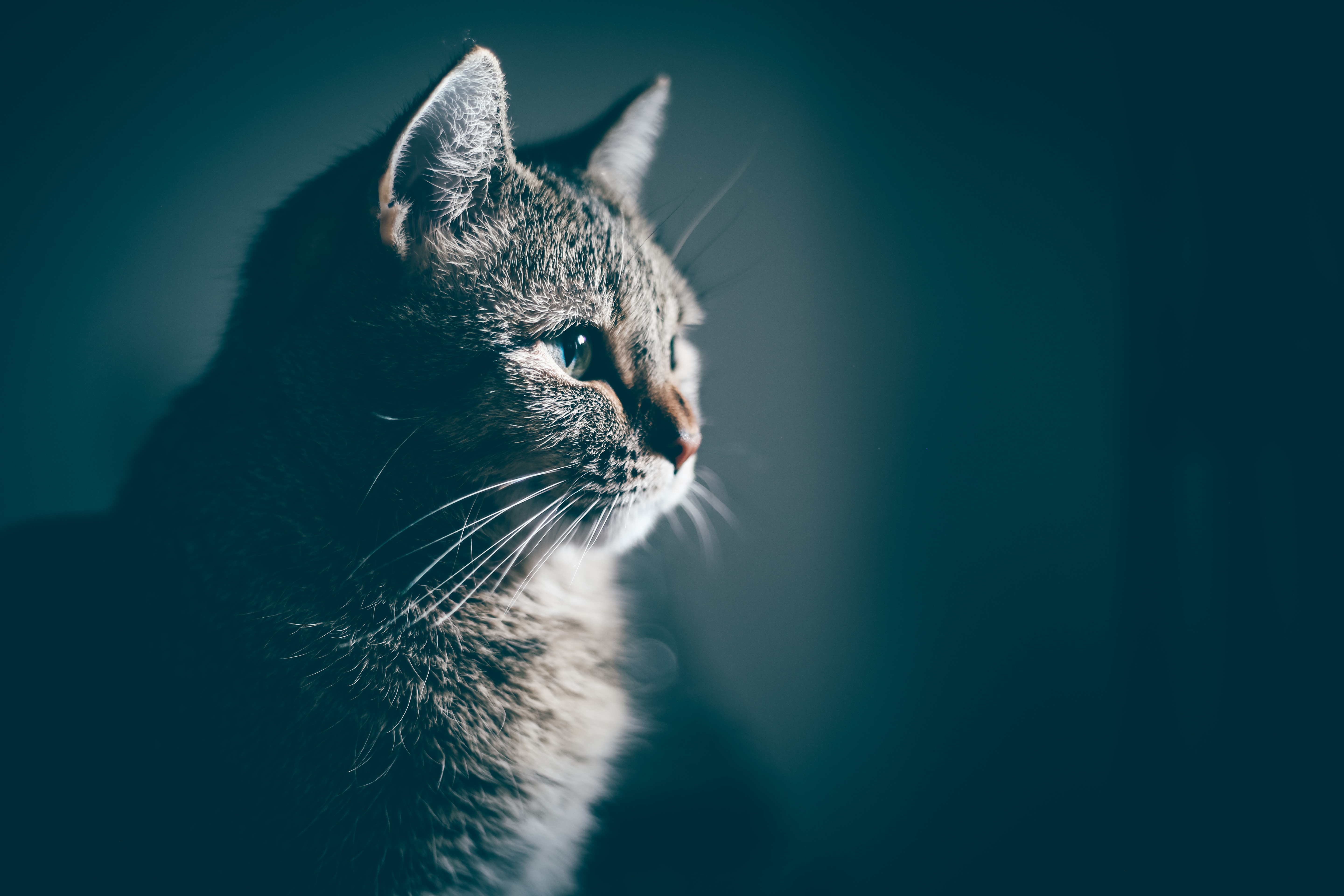 Wallpaper Cat, Muzzle, Profile - National Pet Memorial Day 2018 - HD Wallpaper 