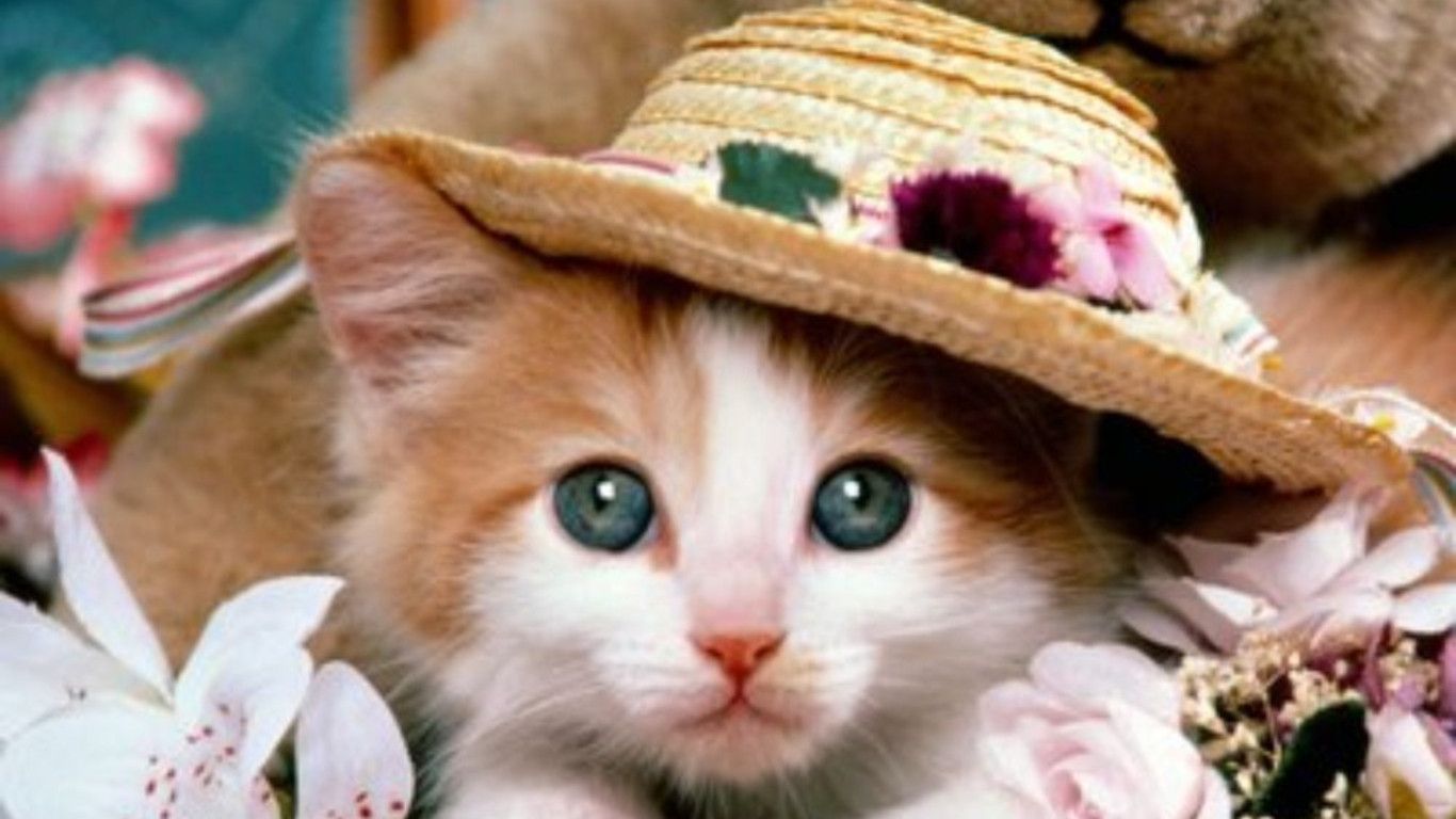 Hd Dogs Wallpapers And Photos Hd Animals Wallpapers - القطة الجميلة - HD Wallpaper 