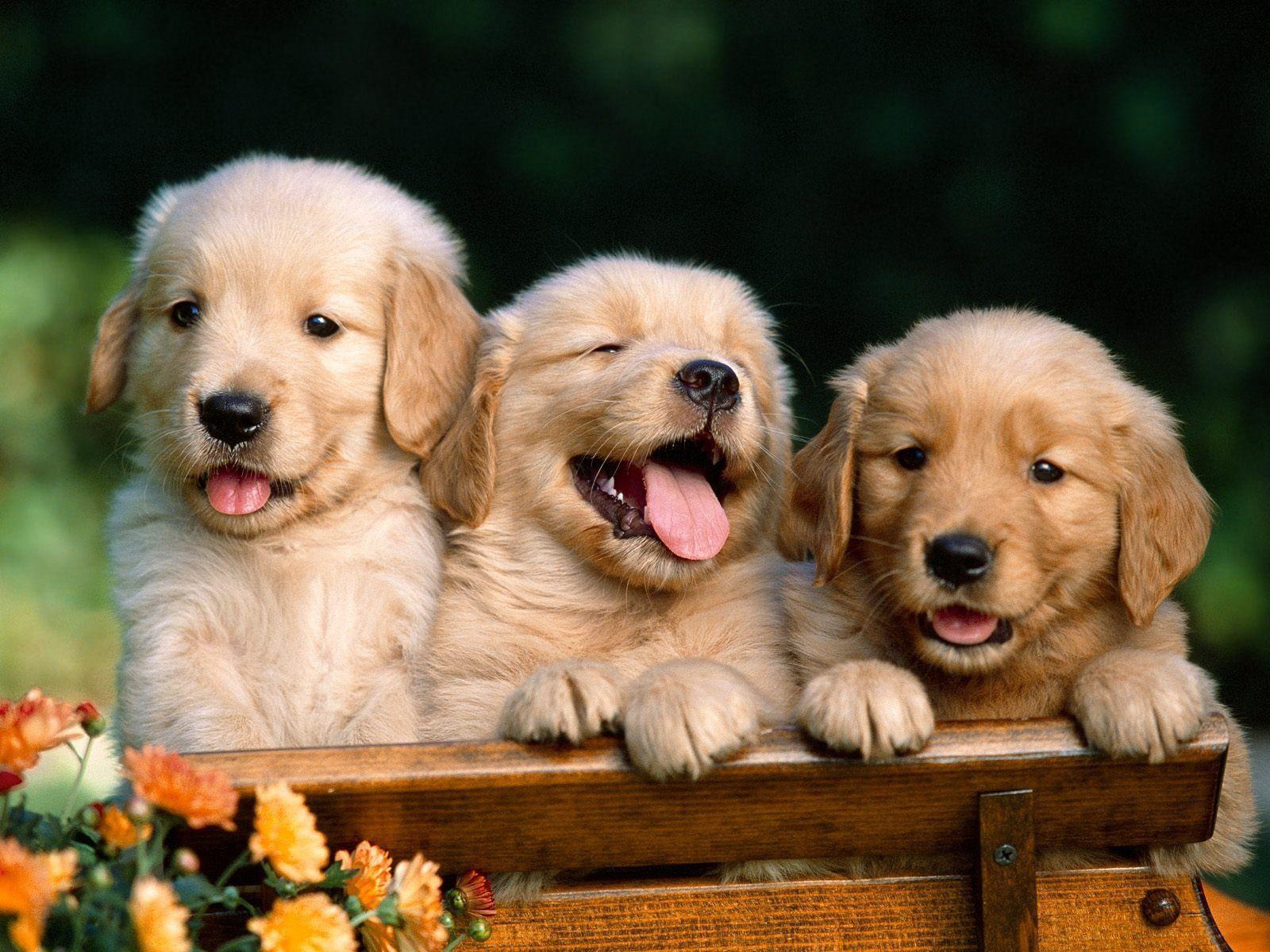 Golden Retriever Puppies Wallpaper Hd - HD Wallpaper 