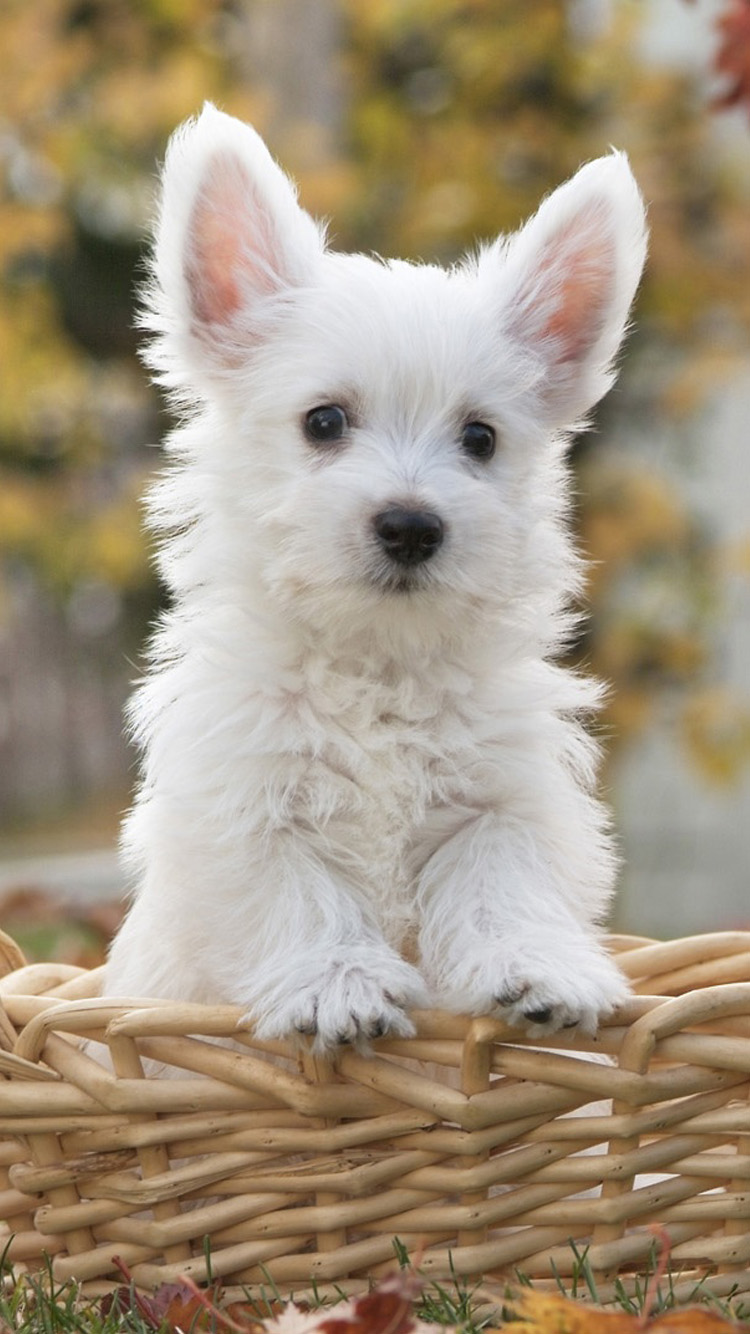 Cute Dog Wallpaper Phone - 750x1334 Wallpaper Cute Dog Wallpaper Phone - 750x1334 Wallpaper