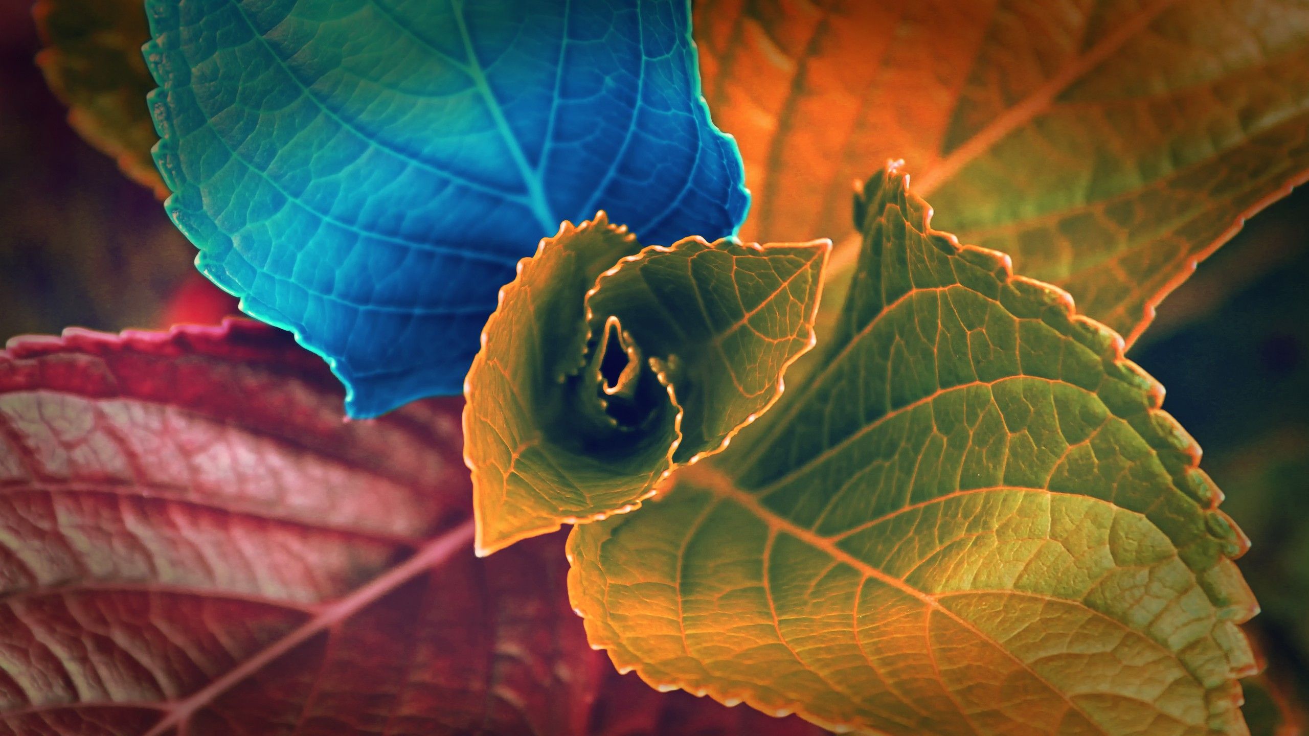 Colors Of Leaves Wallpapers - Background For Tablet Nexus 7 - HD Wallpaper 