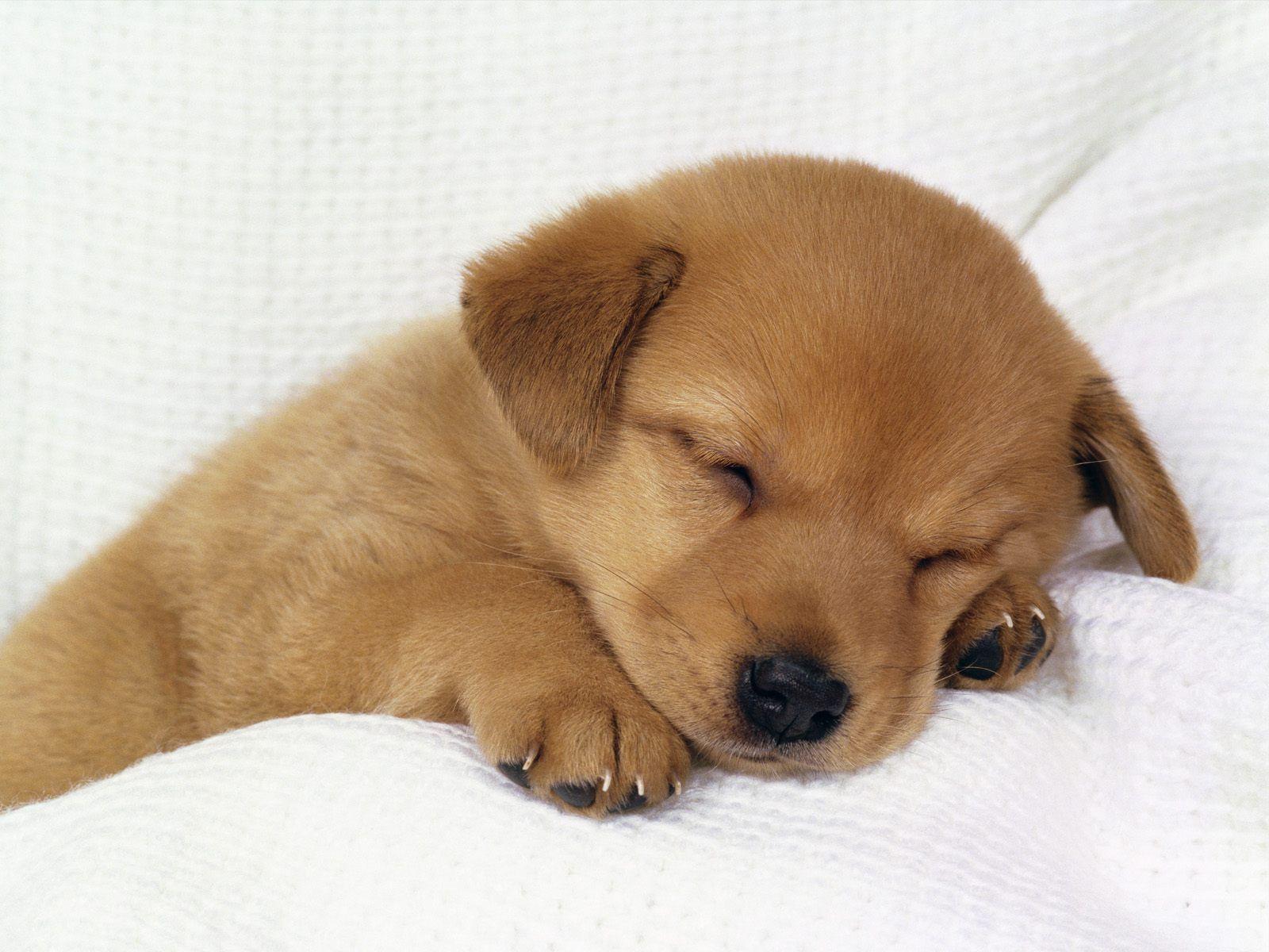 Puppies Wallpapers - Cute Puppies - HD Wallpaper 