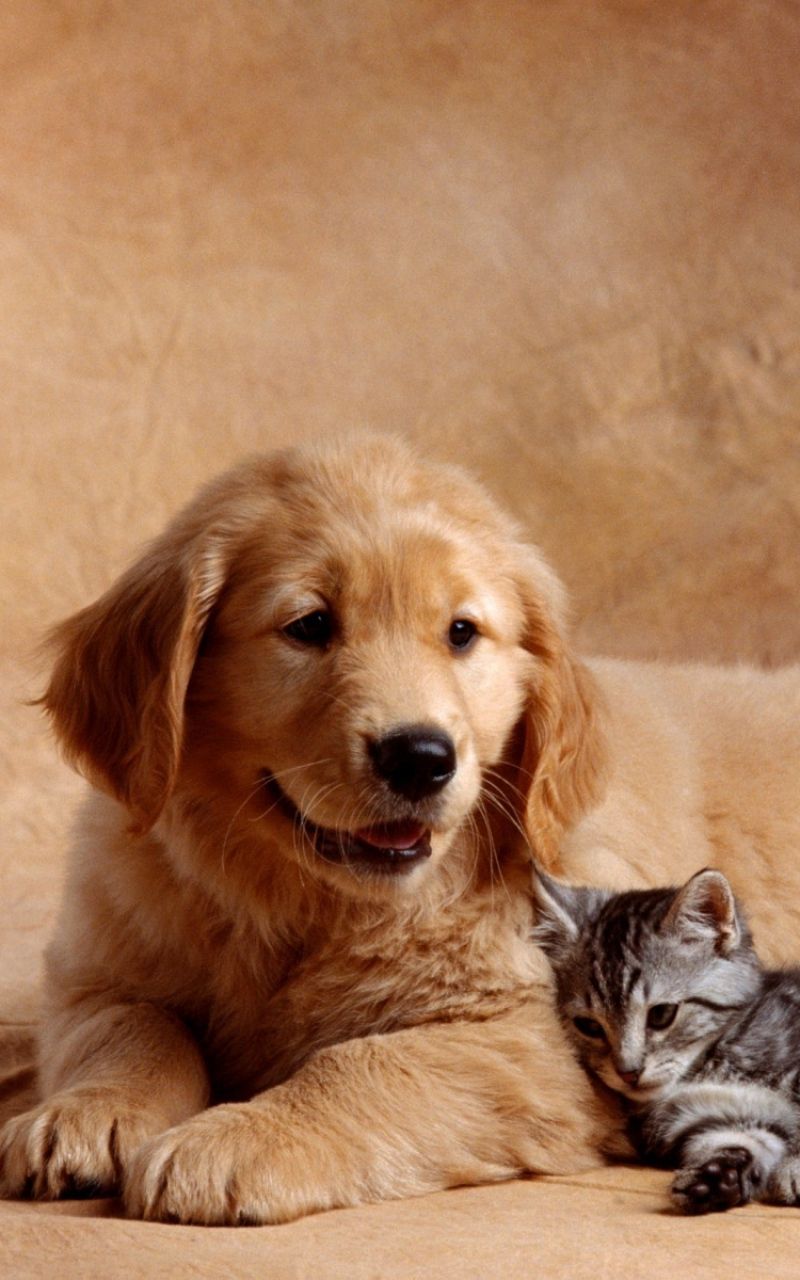 Background Cat And Dog - HD Wallpaper 