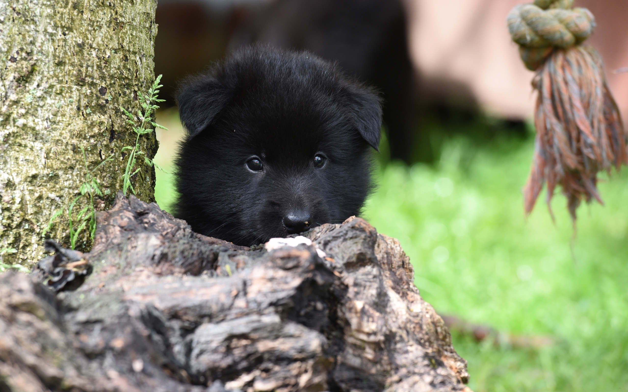 Wallpaper Of Baby, Animal, Belgian Shepherd, Dog, Pet, - Belgischer Schäferhund Schwarz Welpe - HD Wallpaper 