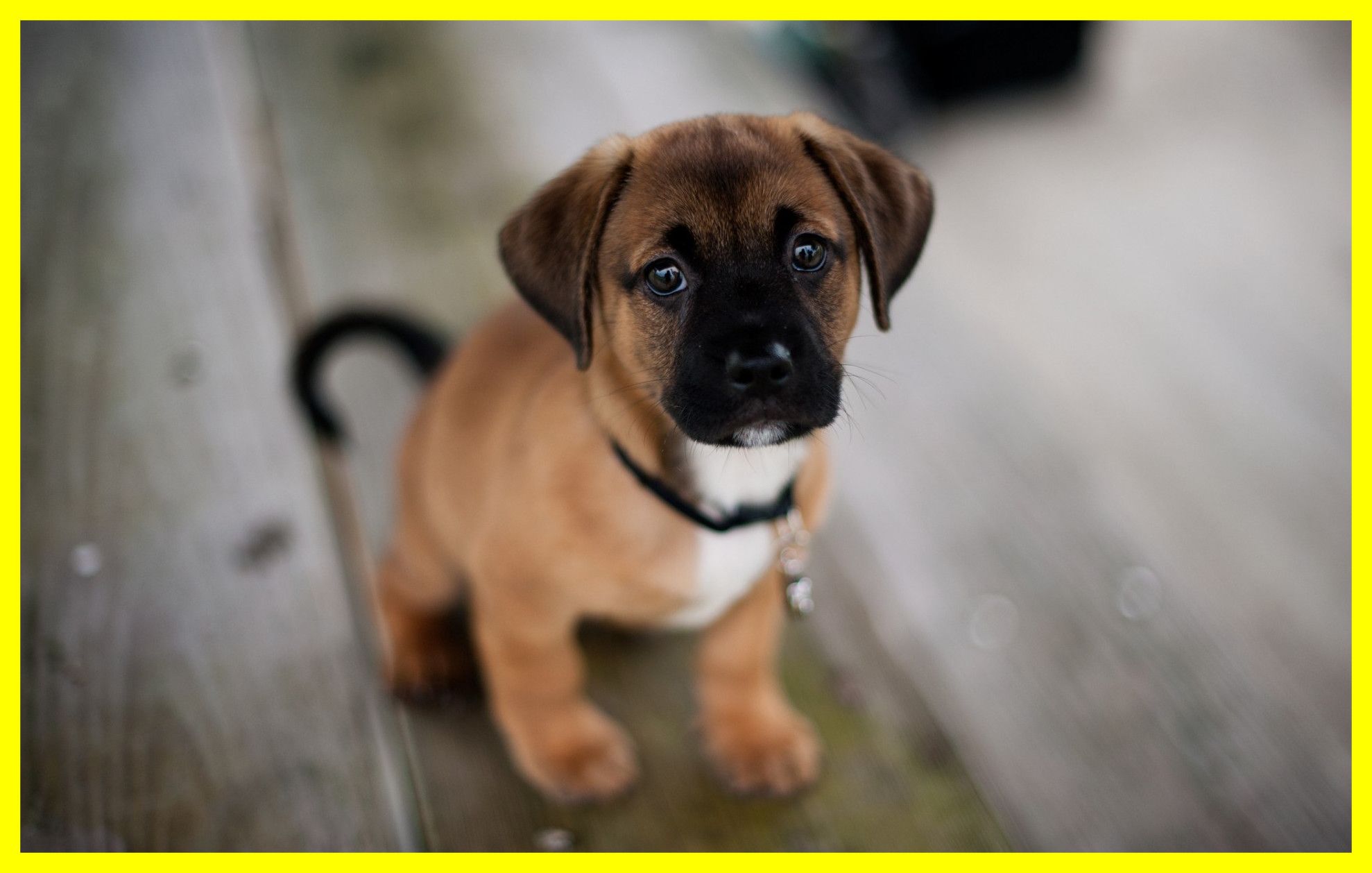 Amazing Puppy Dog Wallpaper Hd Desktop For Cute Trend - Cute Dog Image Hd - HD Wallpaper 