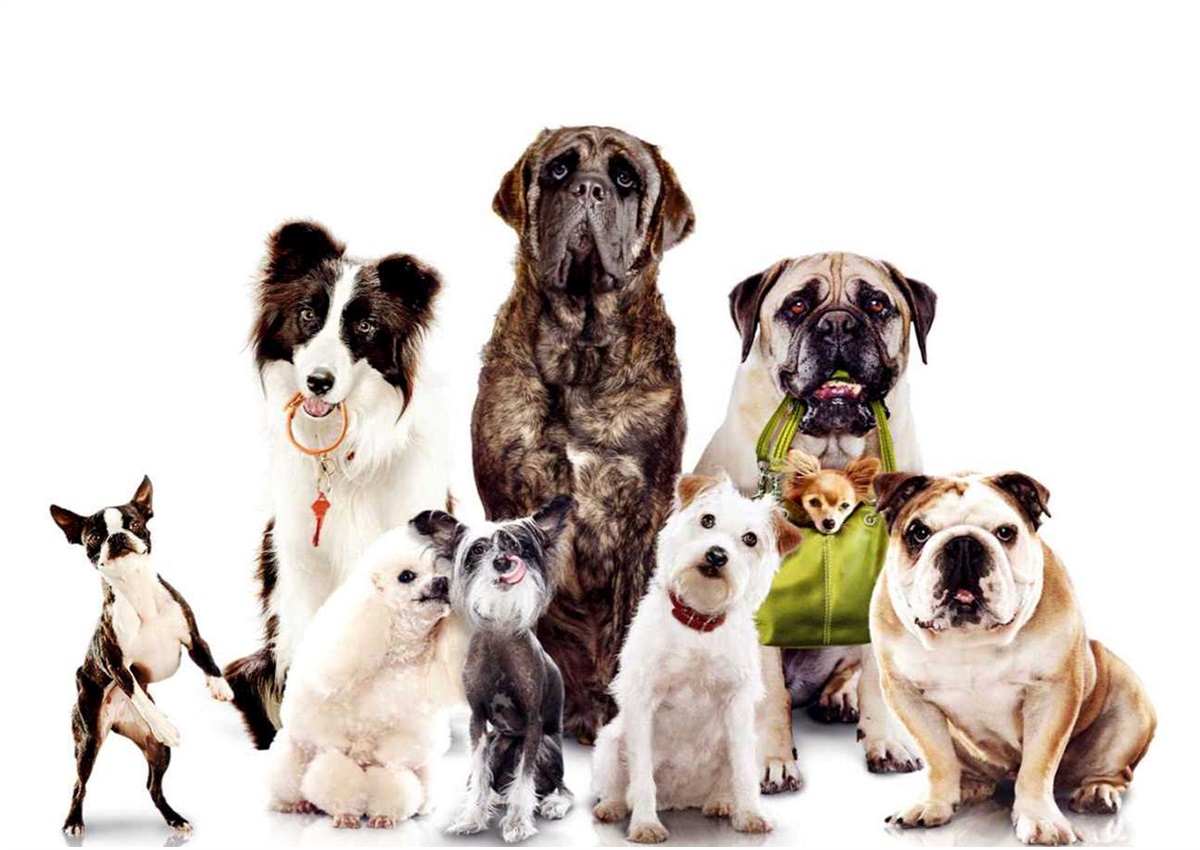 All Dog Breeds In One - HD Wallpaper 