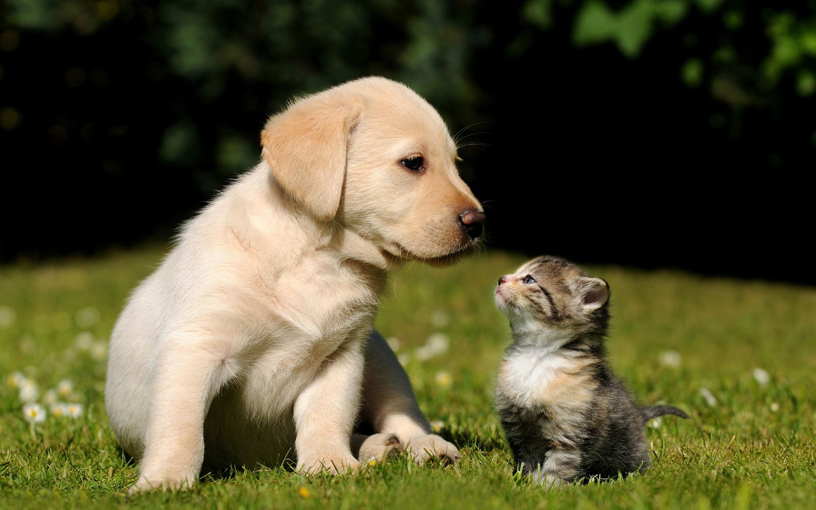 Animal Wallpaper Dog Cat Friends Grass - Dog And Cat Images Hd - HD Wallpaper 