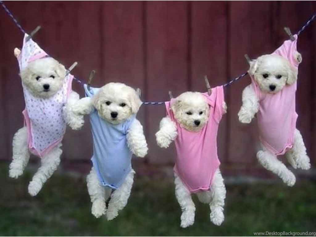 Cute Puppies Wallpapers 5 Ahd Images - Puppy Wallpaper For Computer - 1024x768 Wallpaper Cute Puppies Wallpapers 5 Ahd Images - Puppy Wallpaper For Computer - 1024x768 Wallpaper