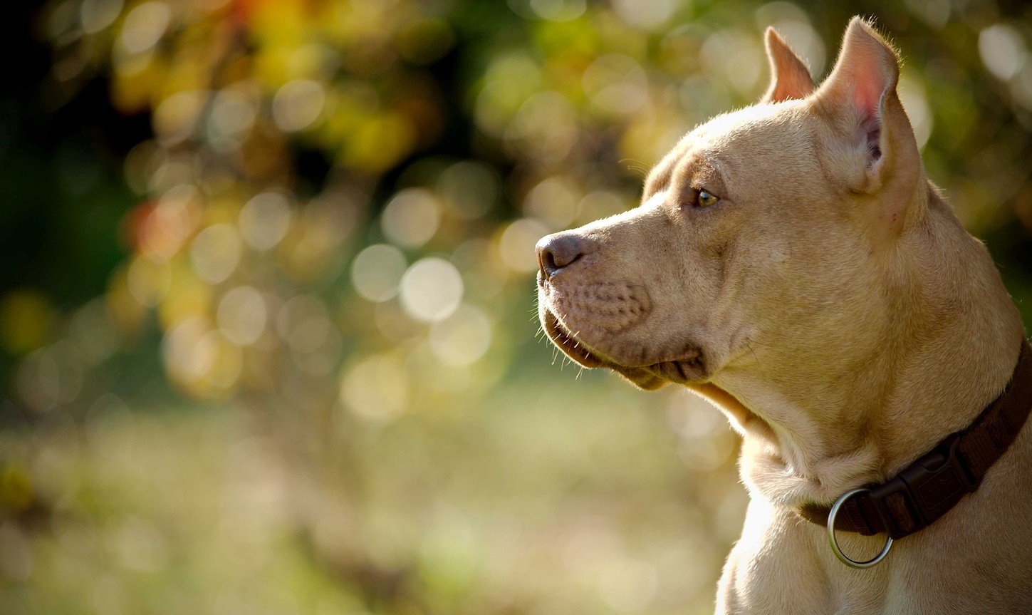 Lovely Brown American Pitbull Hd Wallpaperwelcome To - Hd Photos Of Pitbull Dog - HD Wallpaper 