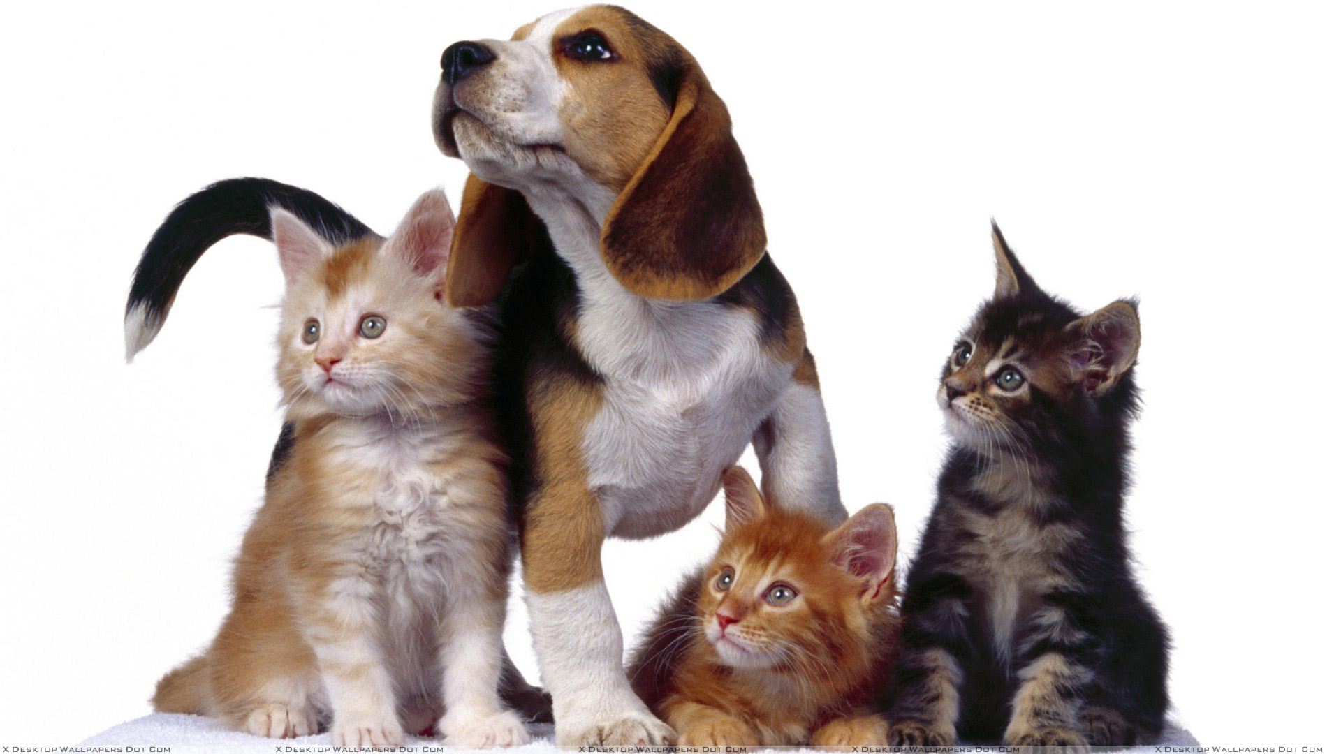 Dog And Cat Hd - HD Wallpaper 