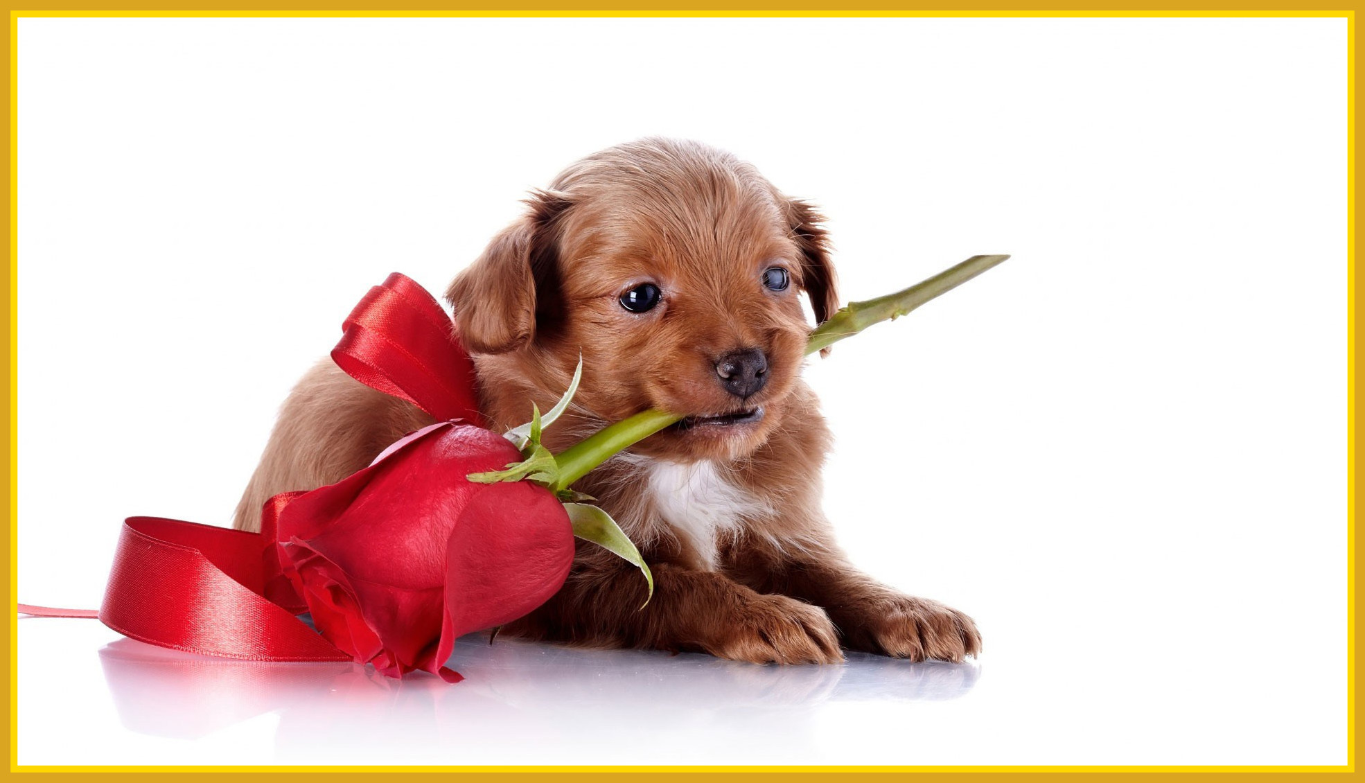 1970x1130, Cute Puppy Cute Puppy Valentines Astonishing - Puppy Cute - HD Wallpaper 