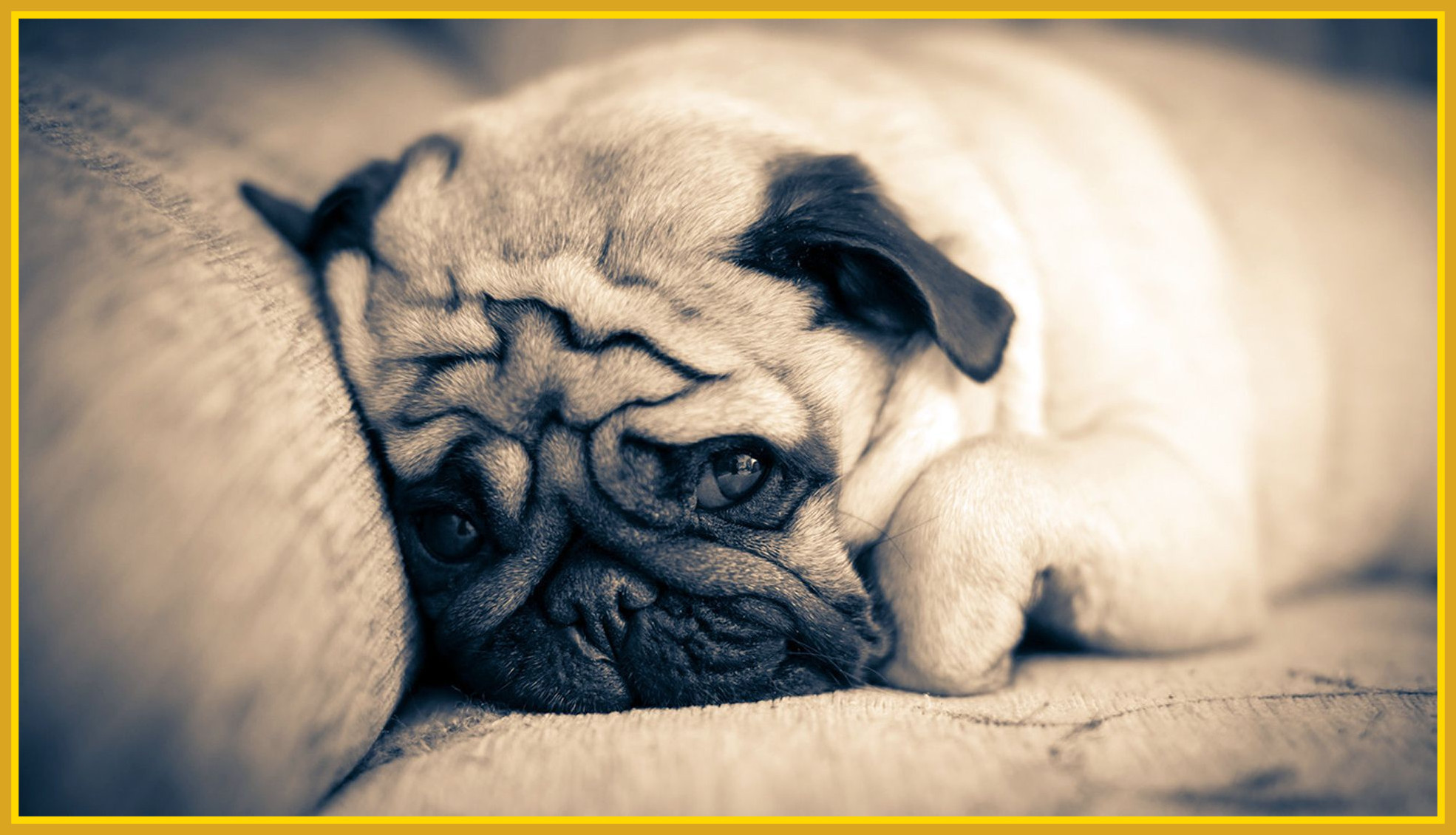 1970x1130, Rascal Cute Puppies Cute Pug Puppy Wallpaper - Hd Wallpaper Of Peg Dog - HD Wallpaper 