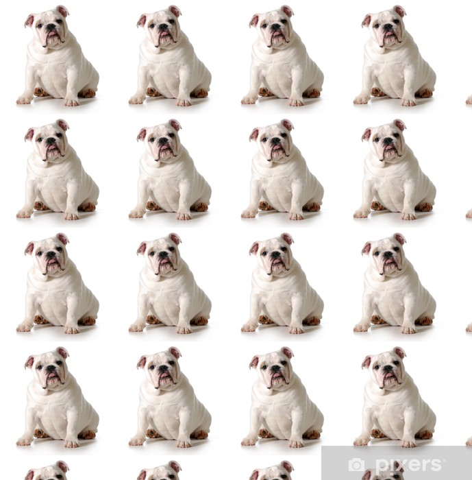 White English Bulldog - HD Wallpaper 