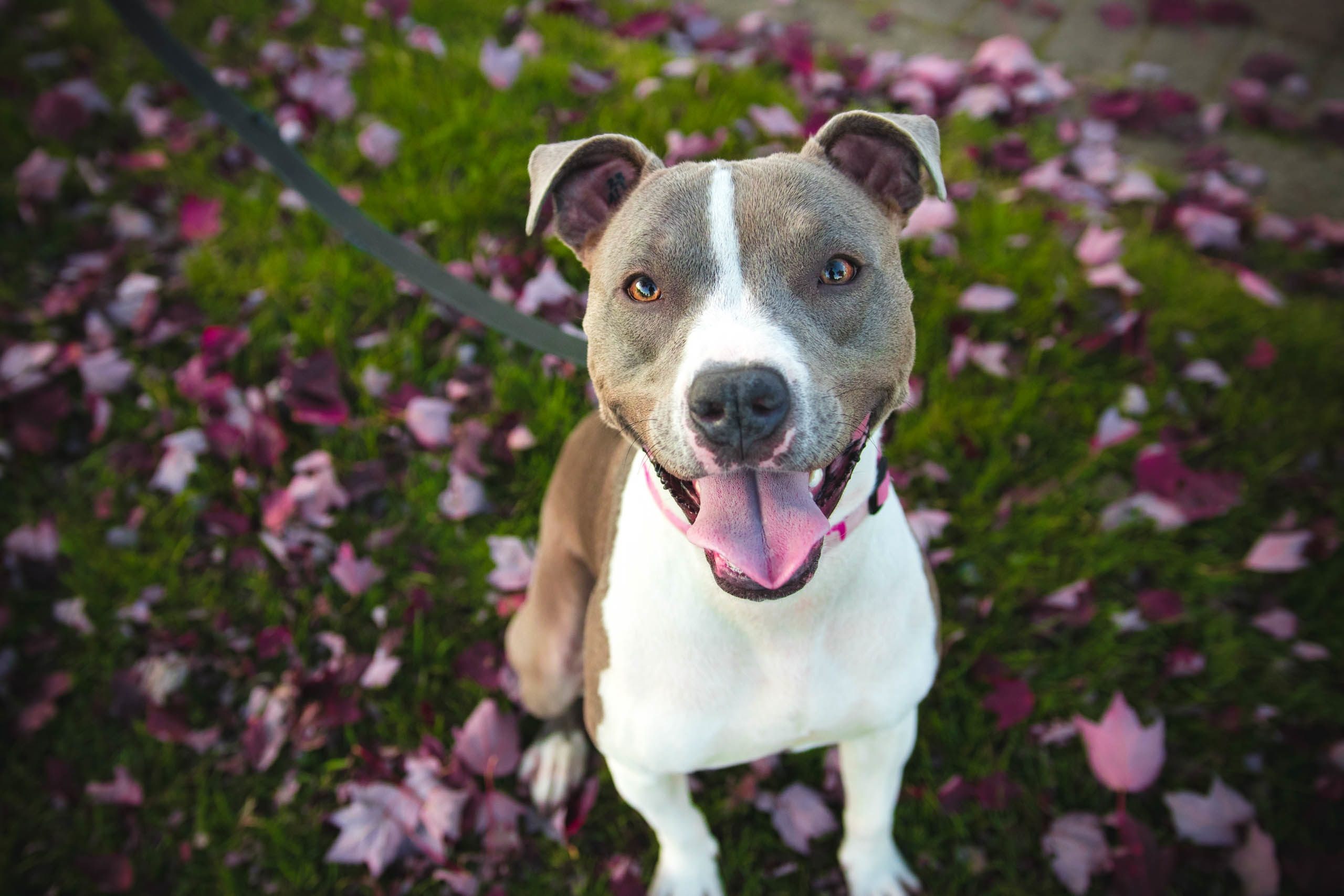 Gray And White Color Pitbull Hd Wallpaper - American Pit Bull Terrier Cute - HD Wallpaper 