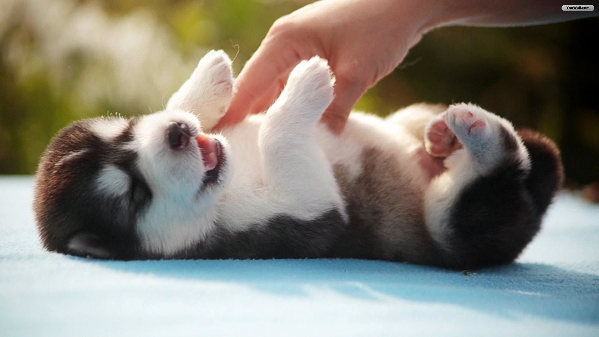 Husky Puppy - HD Wallpaper 