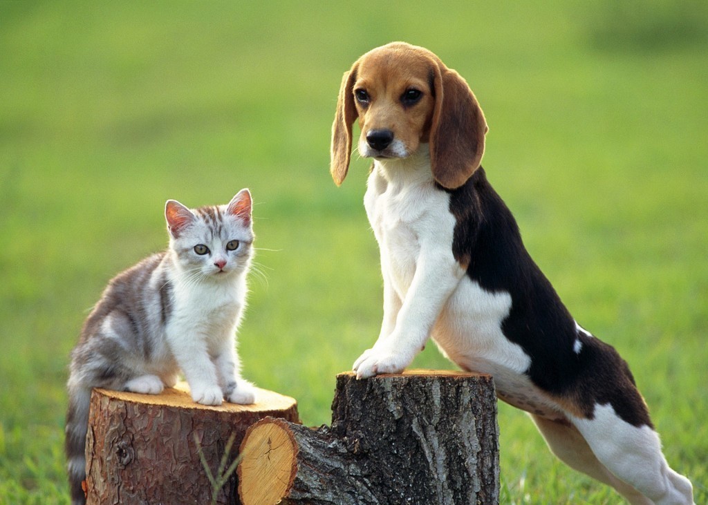Beagle Dog And Cat Wallpaper - Beagle Dog And Cat - HD Wallpaper 