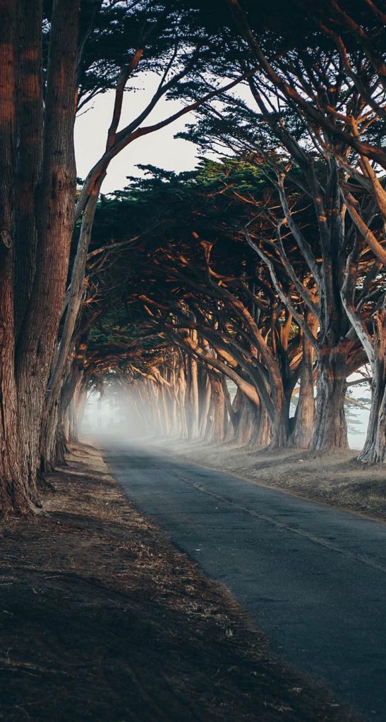 Nature Wild Wallpaper Iphone - HD Wallpaper 