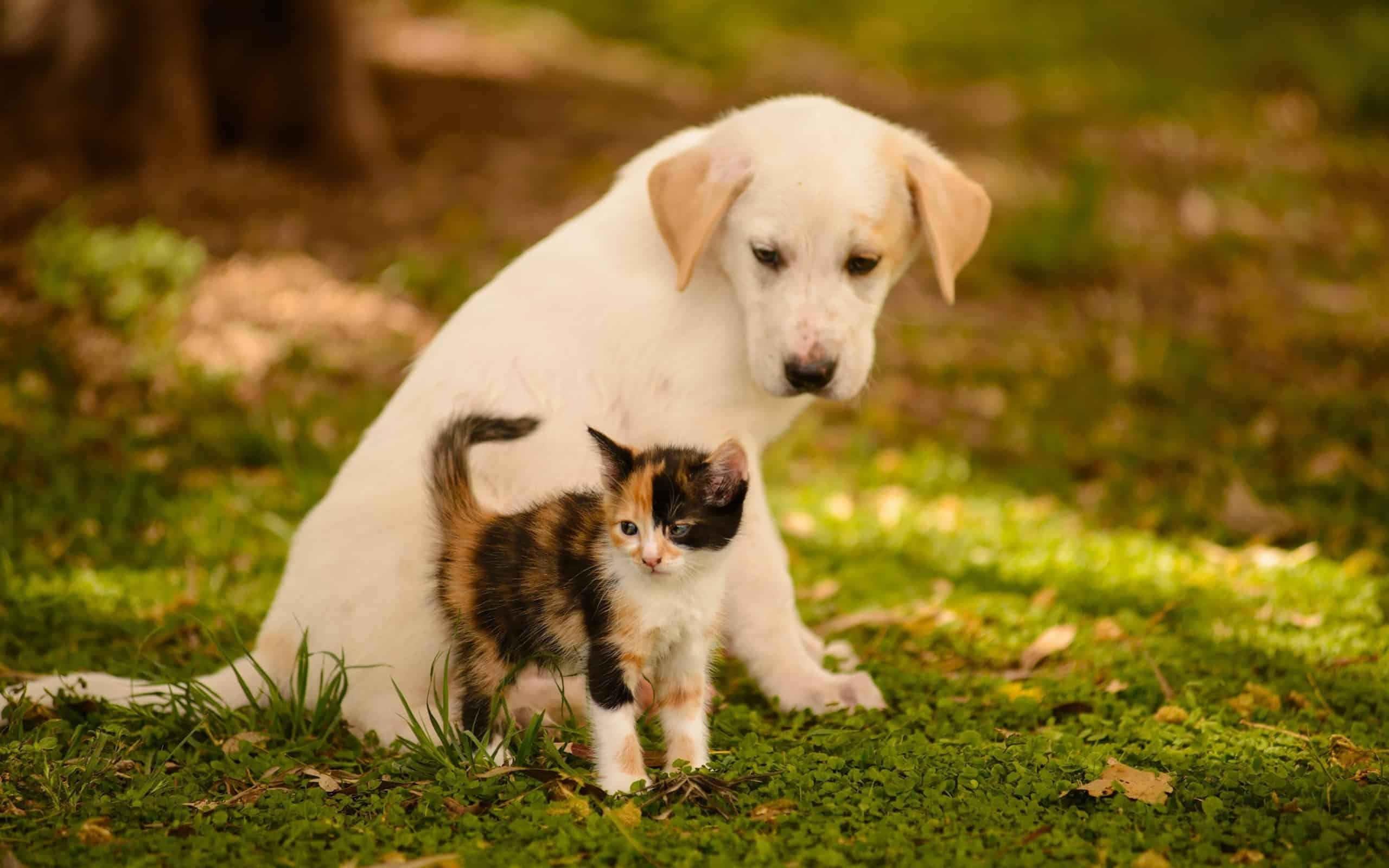 Kitten And Puppys - HD Wallpaper 