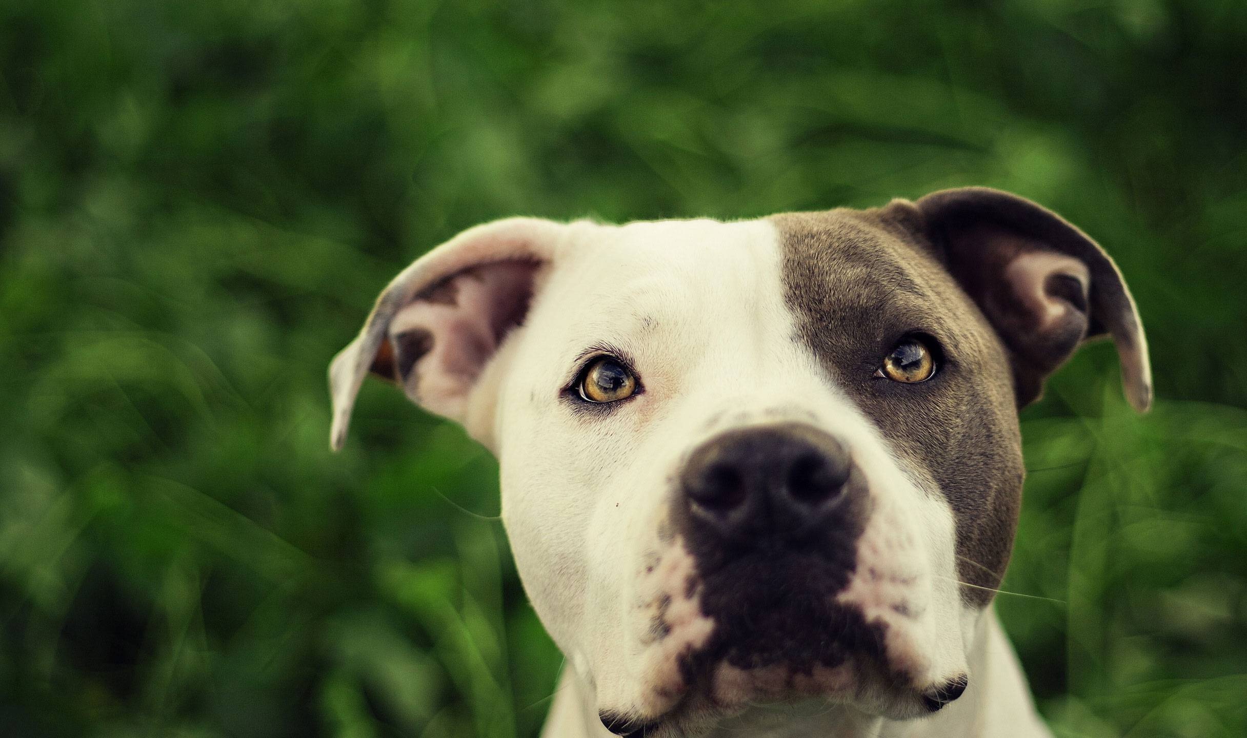 American Pit Bull Terrier - HD Wallpaper 