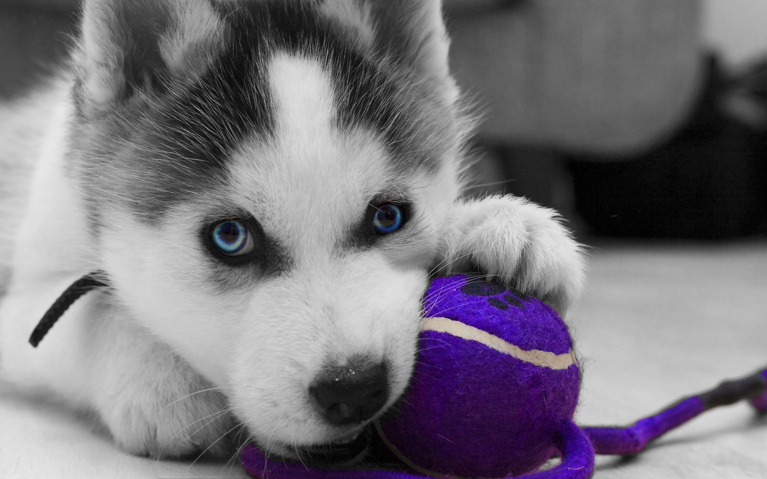 Wallpaper Of Animal, Dog, Husky, Puppy Background & - HD Wallpaper 